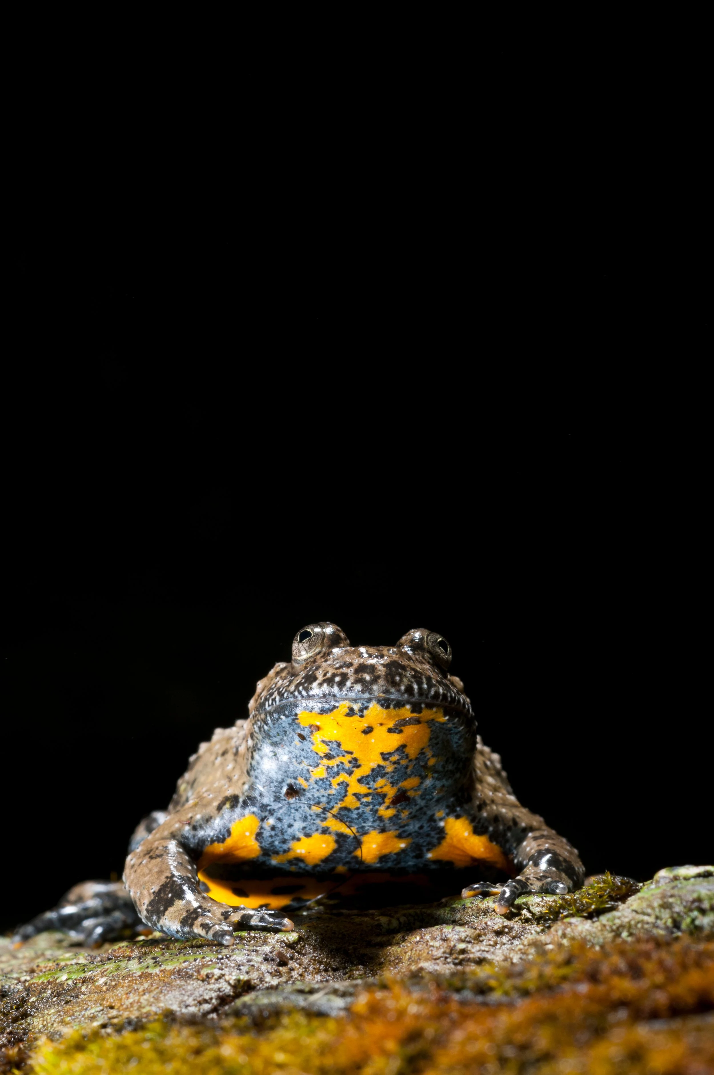 03 04 Apennine yellow bellied toad, shutterstock.jpg