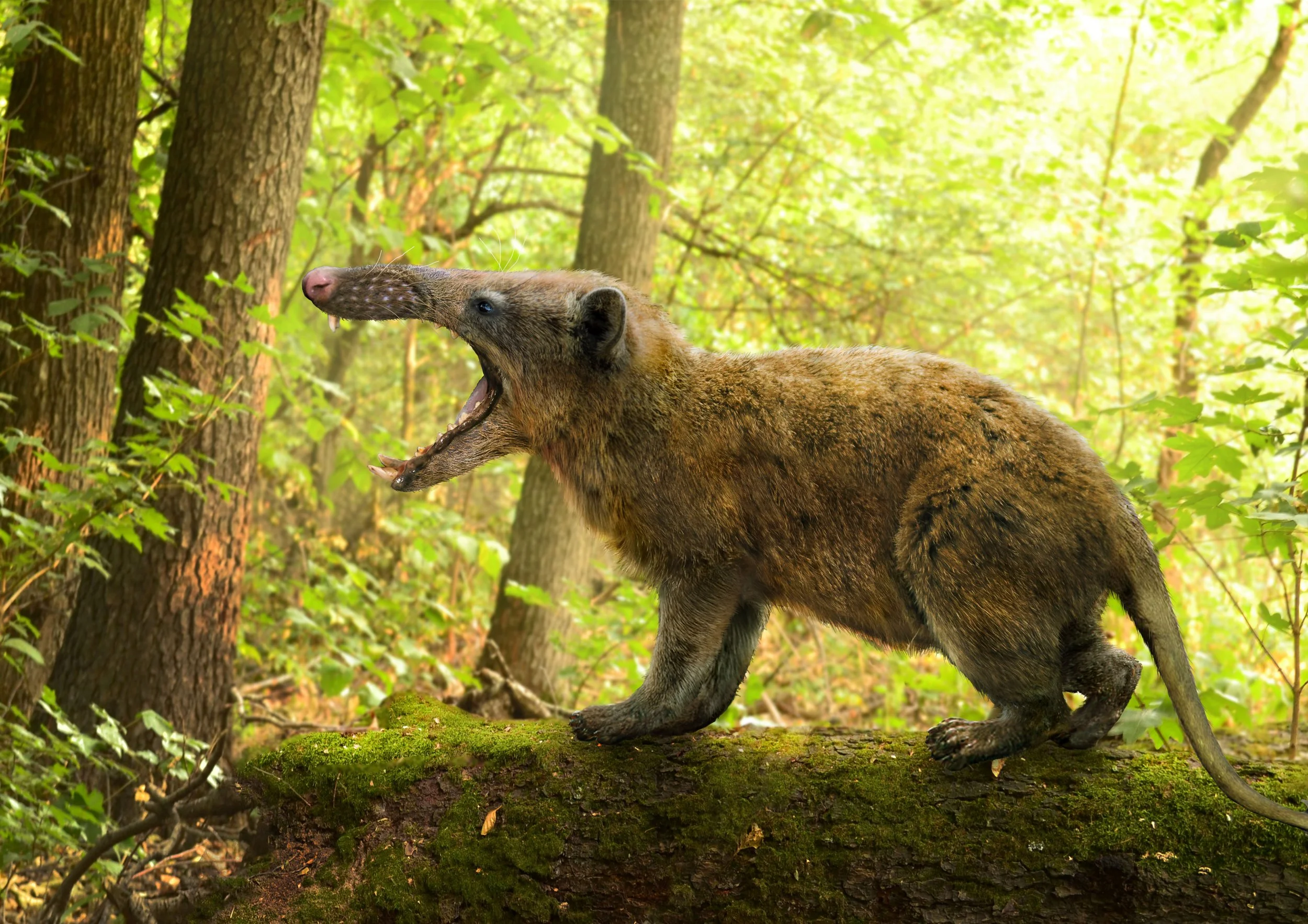 Gargano monsters - Deinogalerix koenigswaldi, credit Roman Yevseyev