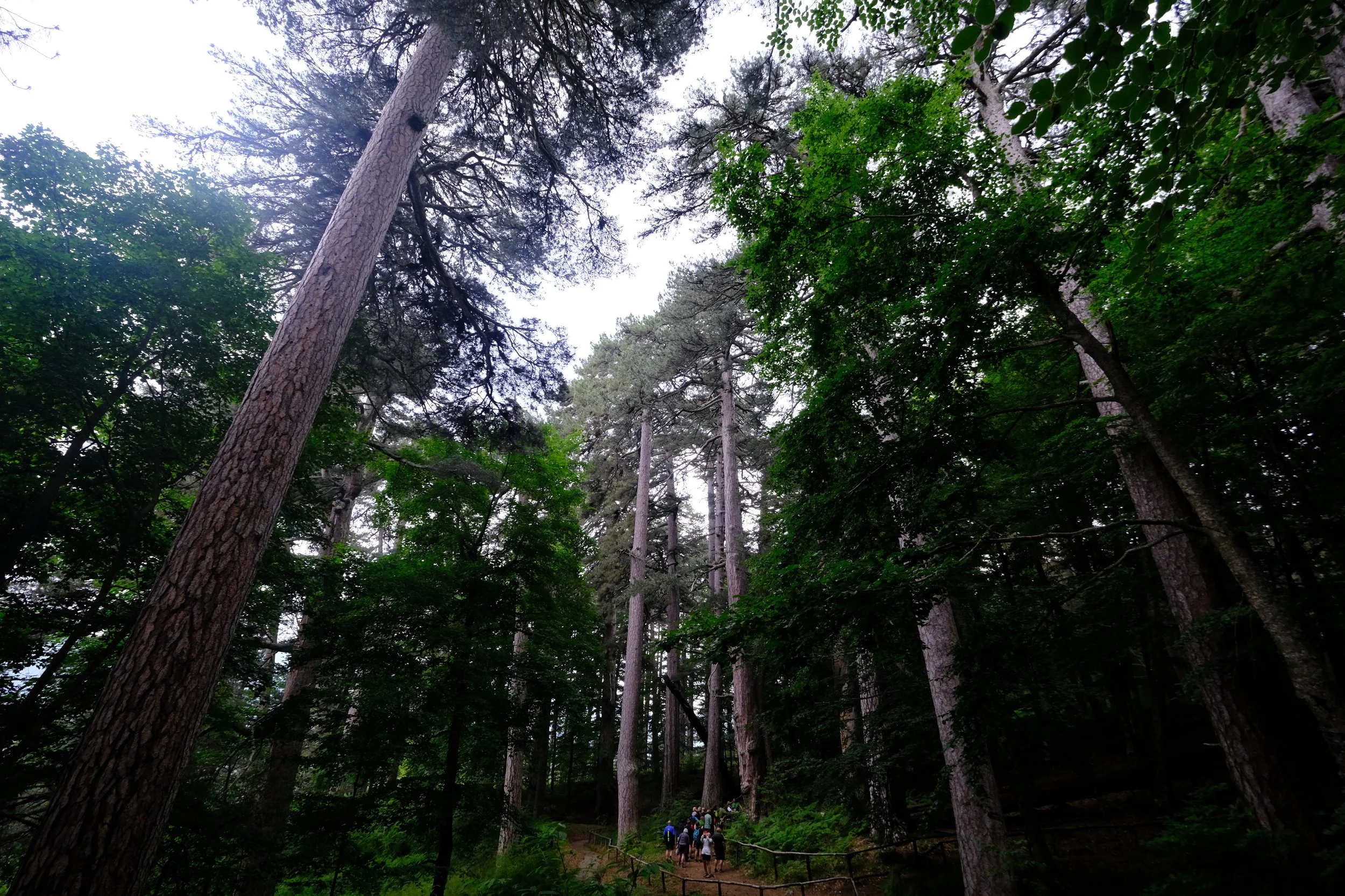 08 04 La Sila giants.JPG