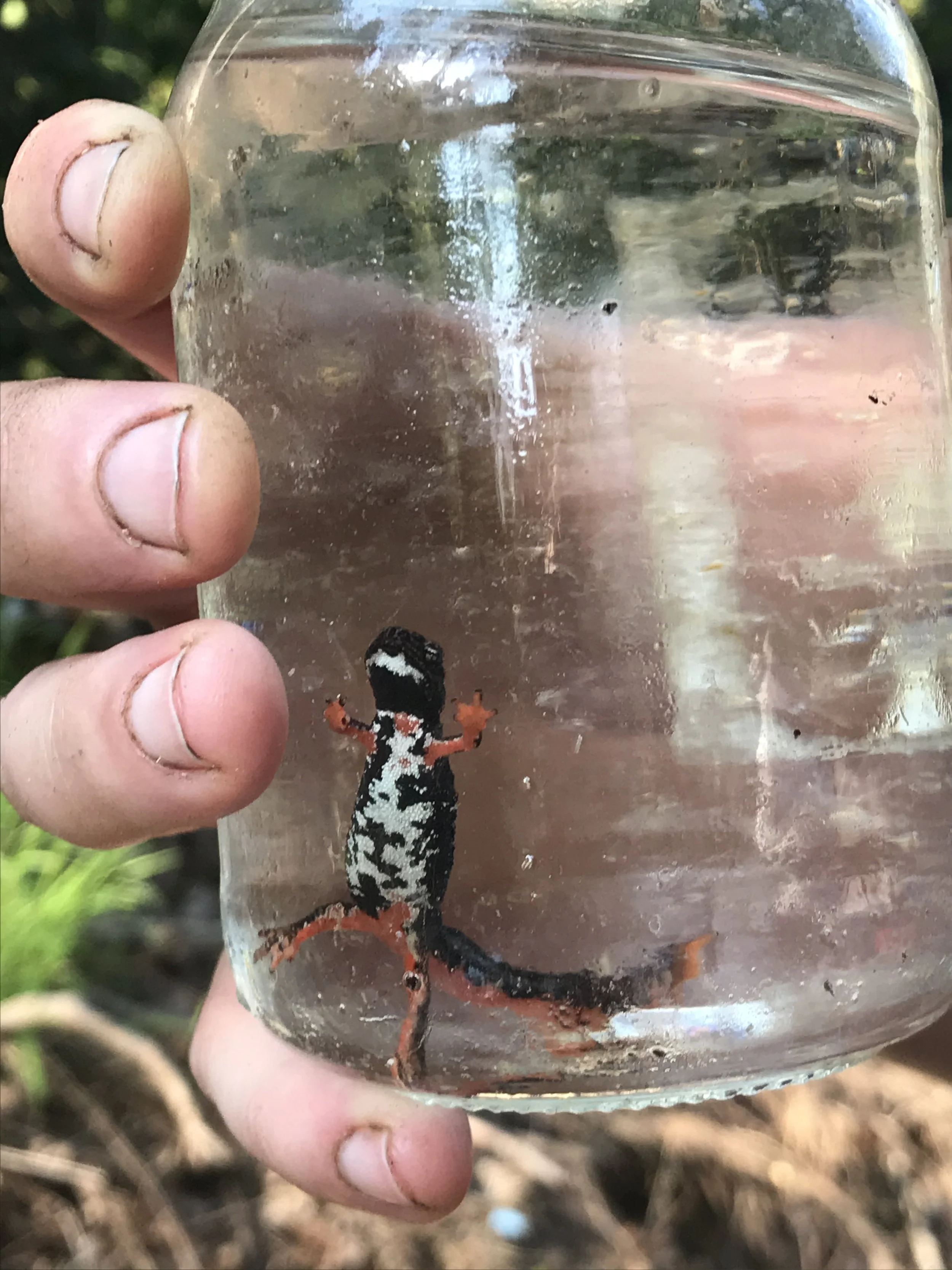 00 intro - 01 salamander discovery.jpeg