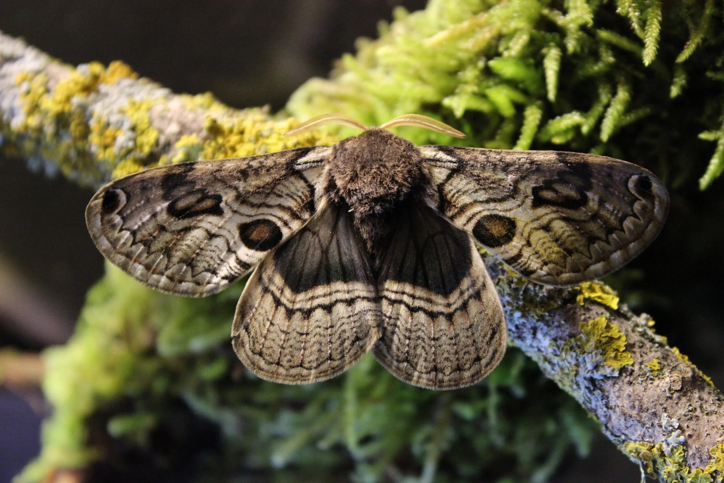 European owl moth, Groticelle reserve, Monte Vulture - photo by Renato Spicciarelli