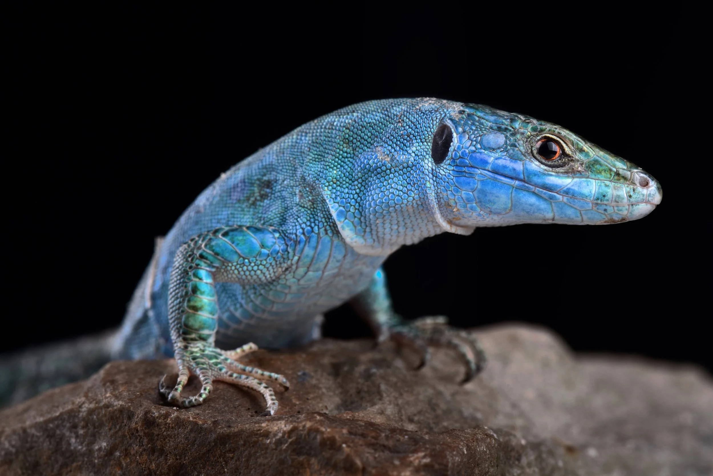 04 01 Blue lizrad of Capri shutterstock_1441115495.jpg