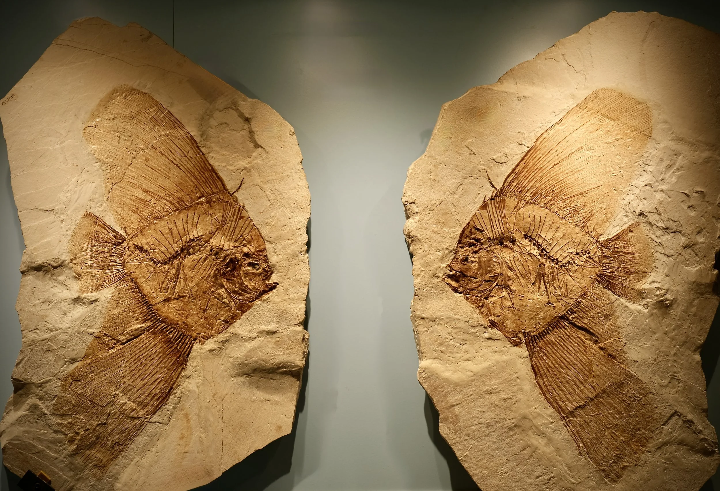 03 02 Eoplatax Papillo, the butterfly fish of BOLCA 2.JPG