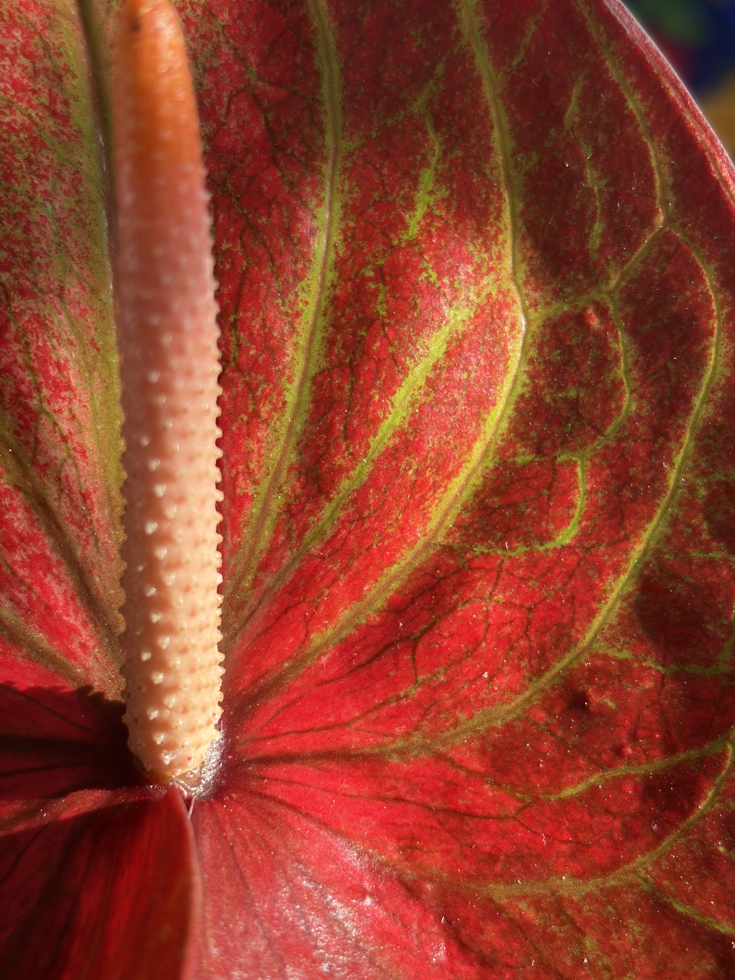 emigrating and the idea of “free love”