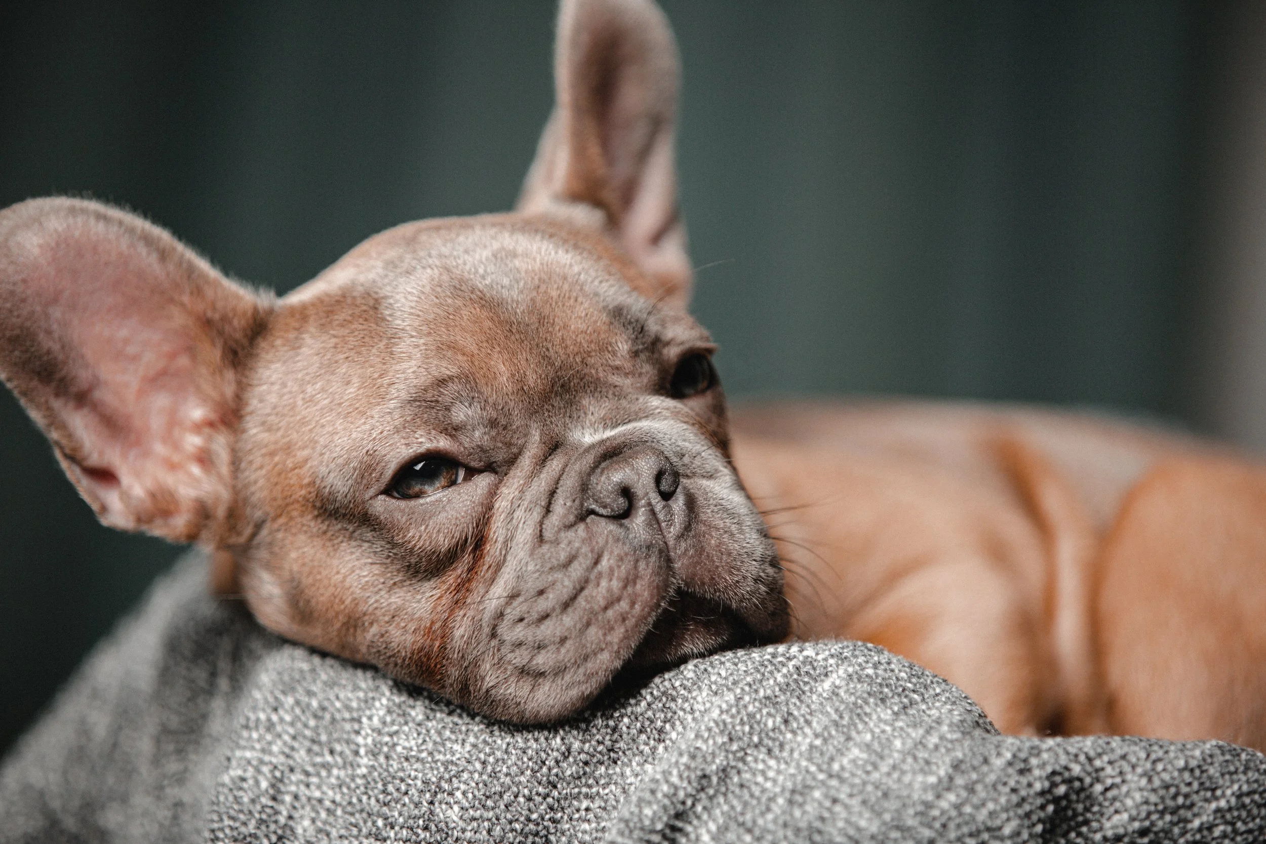 PF (222 von 370).jpg