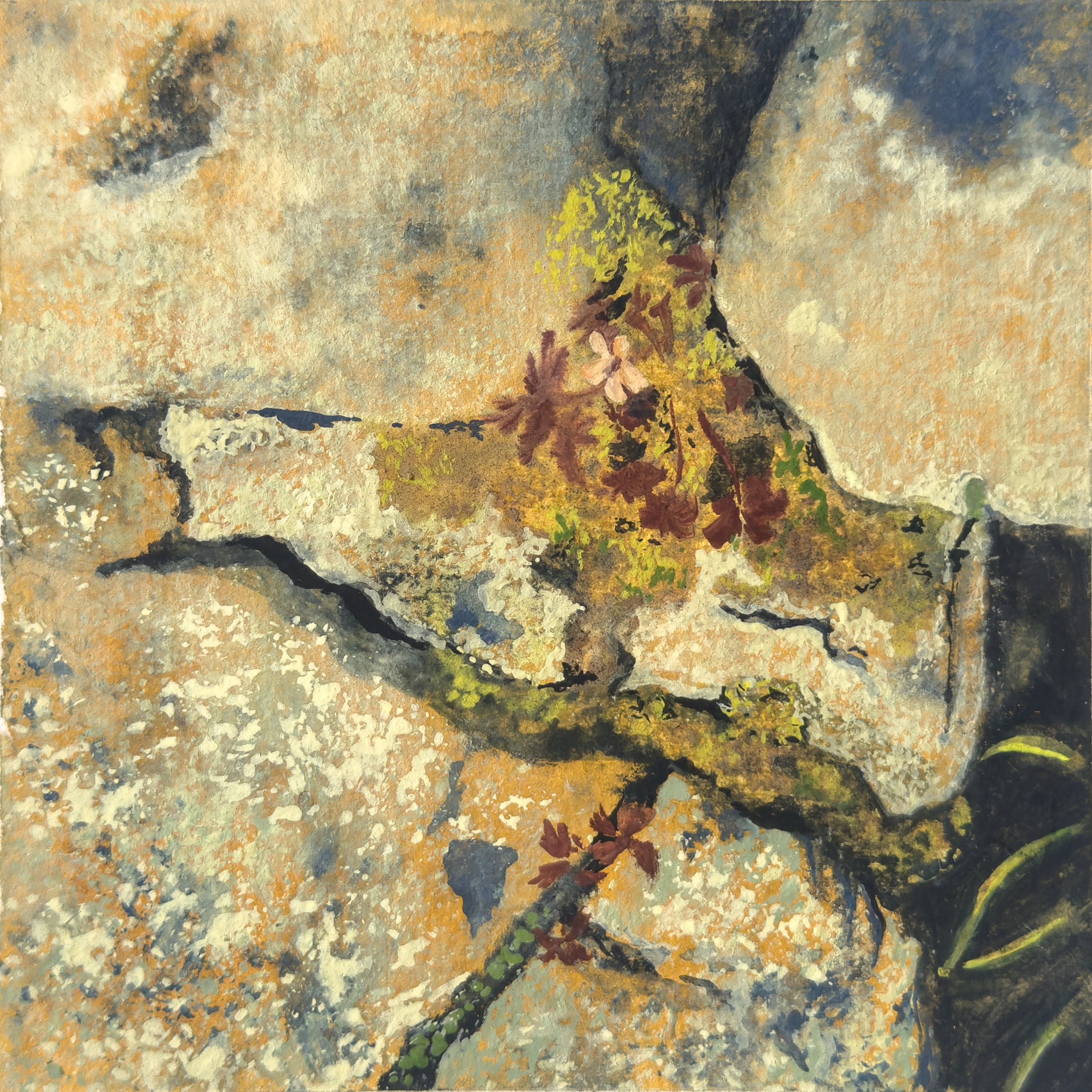 Saxicolous II, 2025 
Gouache and Foraged Fungi Watercolour on 
Recycled Cotton Rag 
9x9cm 
Sold