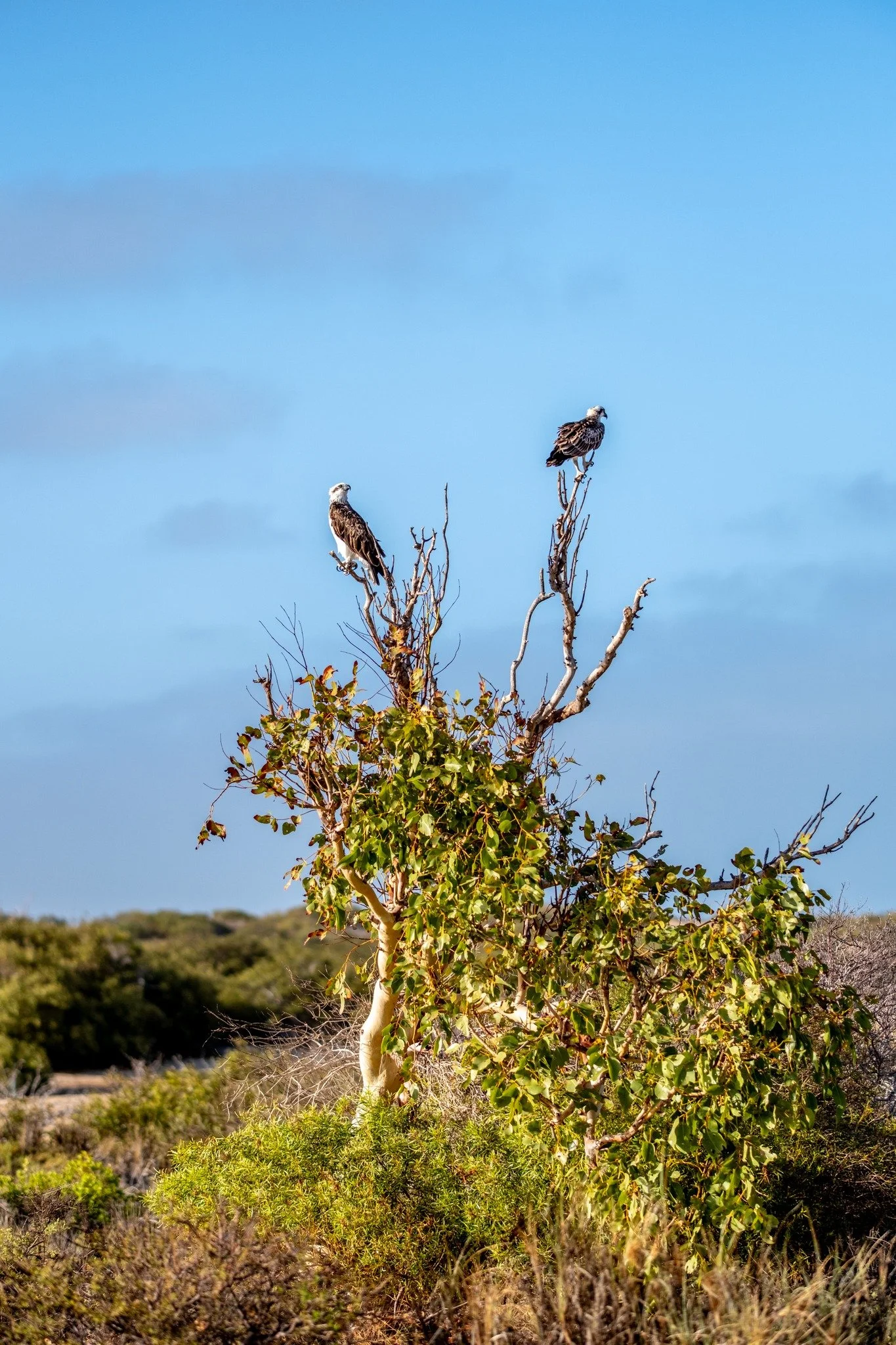 It's Osprey mating season at Yardie Creek in Cape Range National Park.