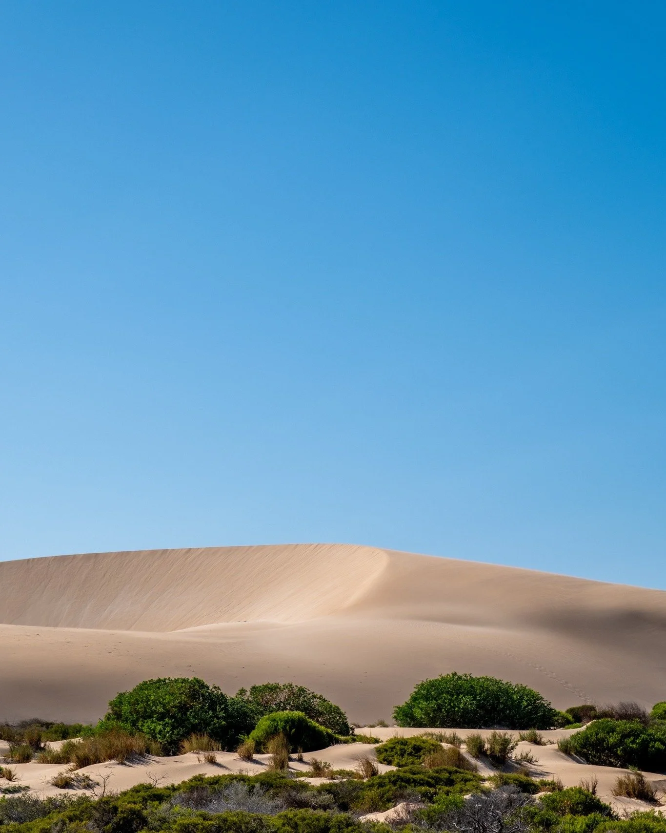 Being on the coast, we have definitely seen a few sand dunes and they do not disappoint!