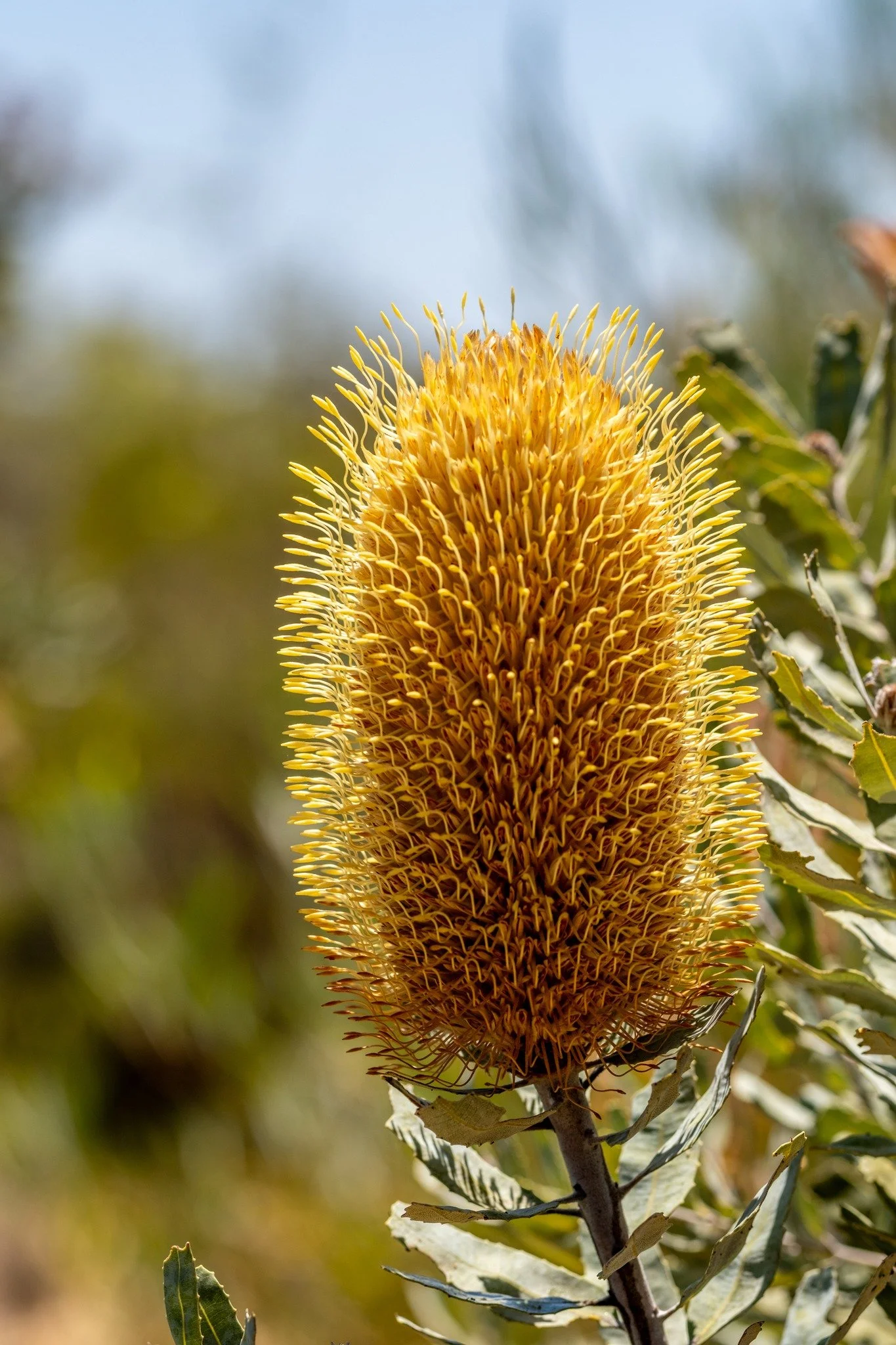 Along with some incredible scenery, we managed to see most of the different stages of plant life by the highway.