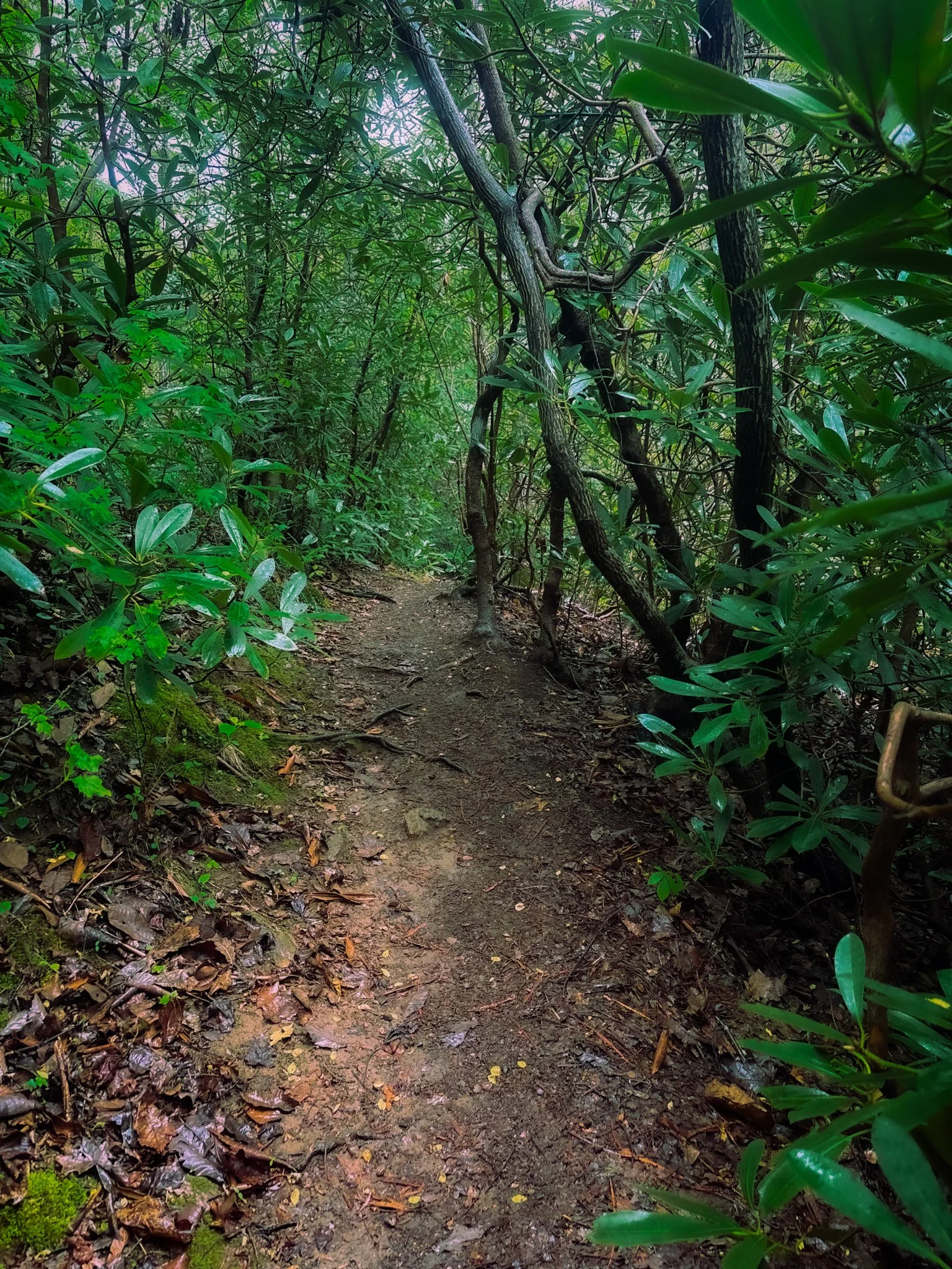 This South Carolina Hiking Trail is an Urban Gem