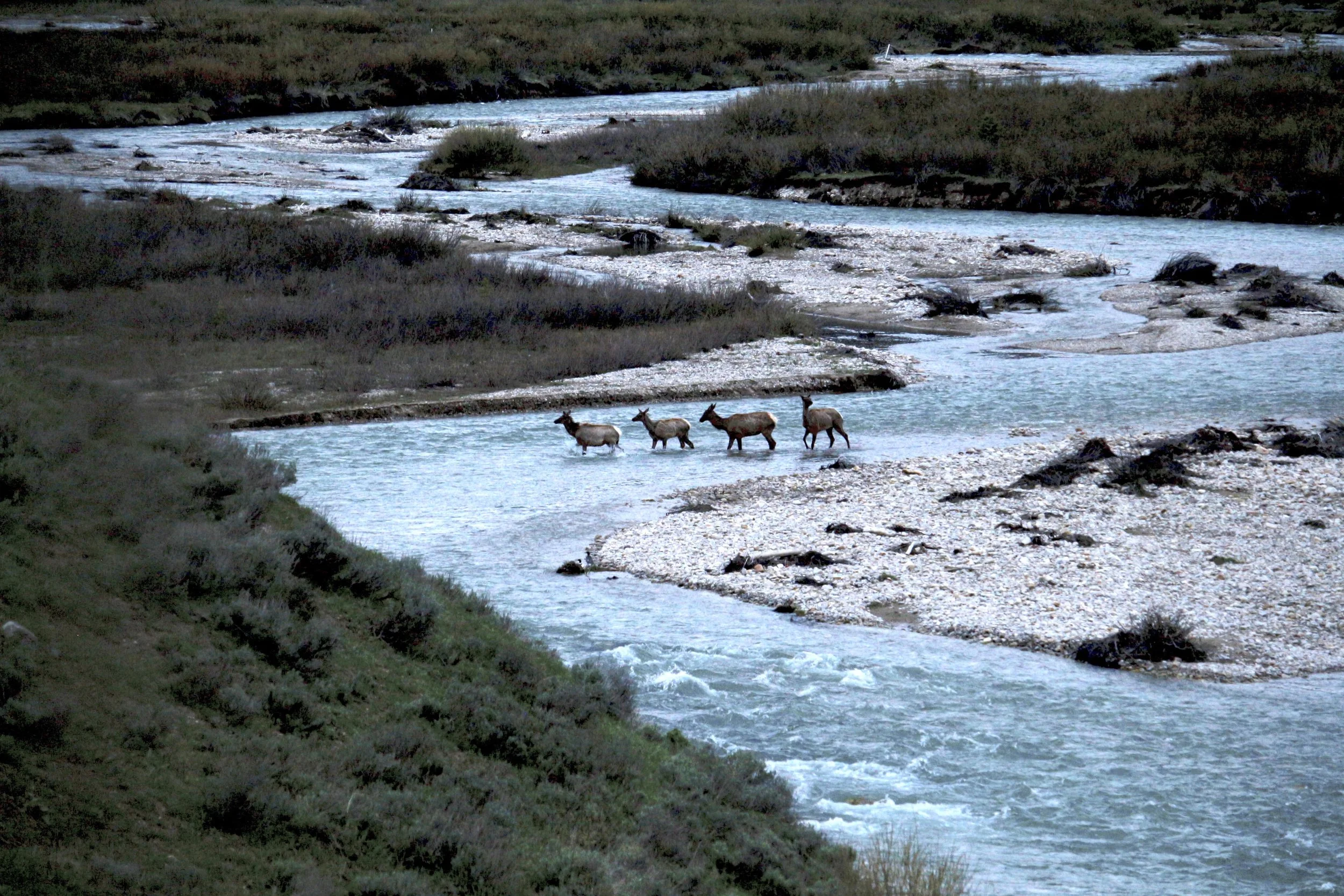 Migratory elk cross Granite Creek, Bridger-Teton National Forest, Wyoming