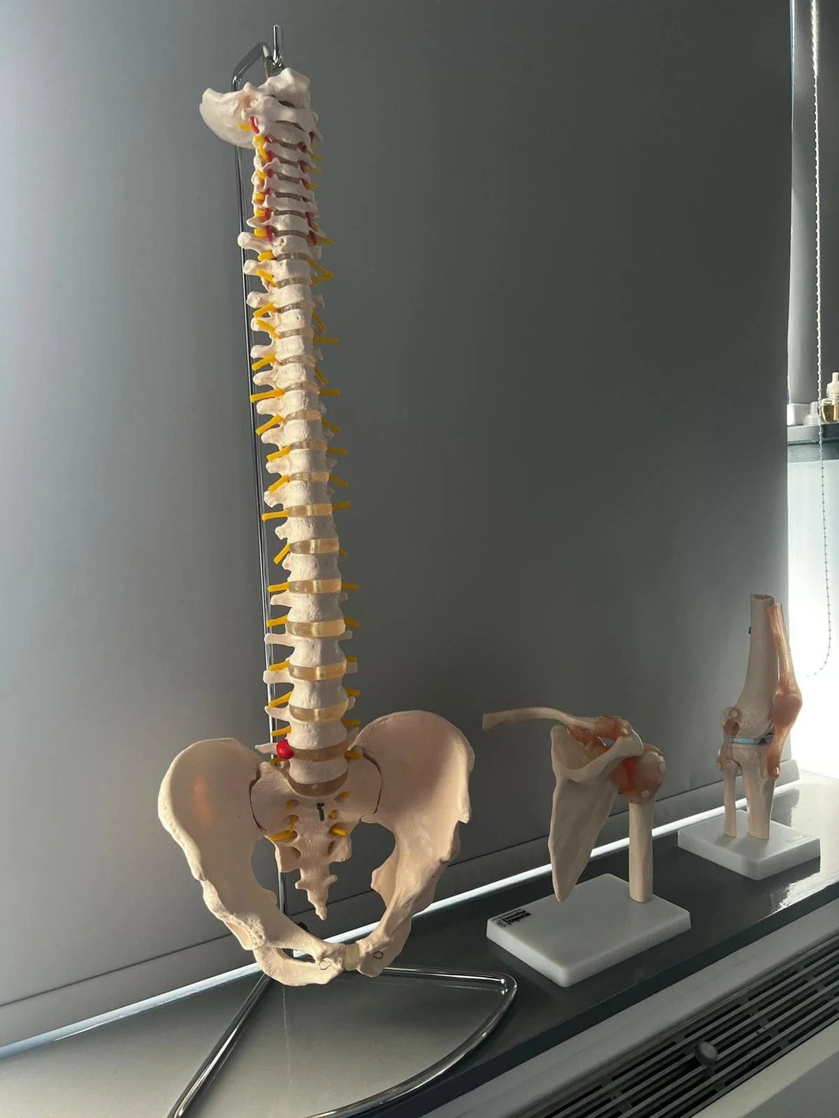 A photograph of 3 anatomy models at OH One Physiotherapy clinic in Merthyr Tydfil. These are a spinal pelvic model (Left), a shoulder joint (Centre) and a knee joint (Right). These are on a window ledge beside the treatment bed which is out of sight.