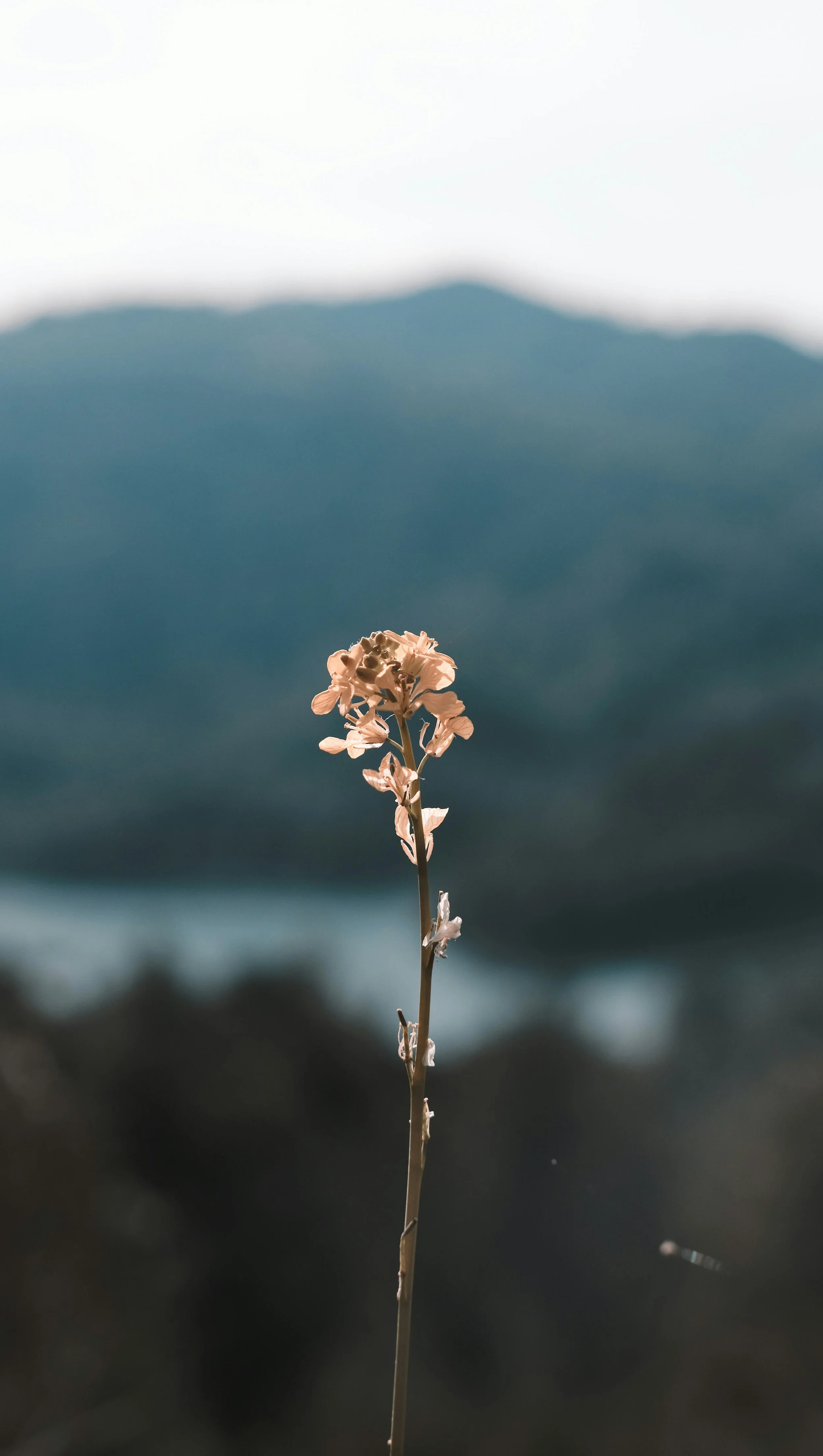 Single dried flower stem in focus with blurred mountain landscape in the background, representing resiliency despite challenges.