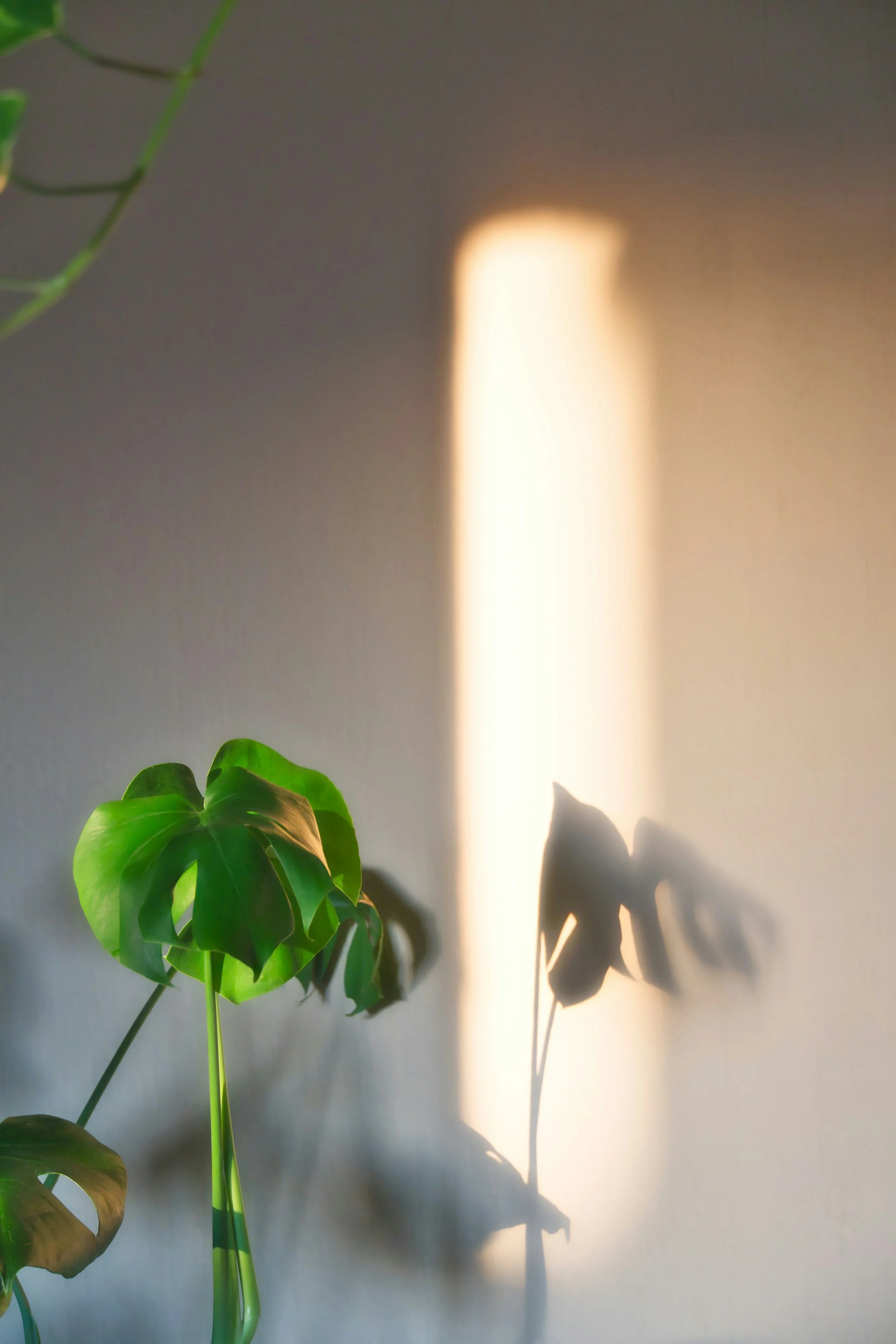 Sunlight casting a shadow of a leafy houseplant on a beige wall.
