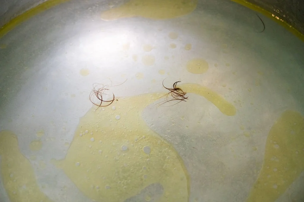 Close-up of a pot with melted butter and two small hair strands inside.