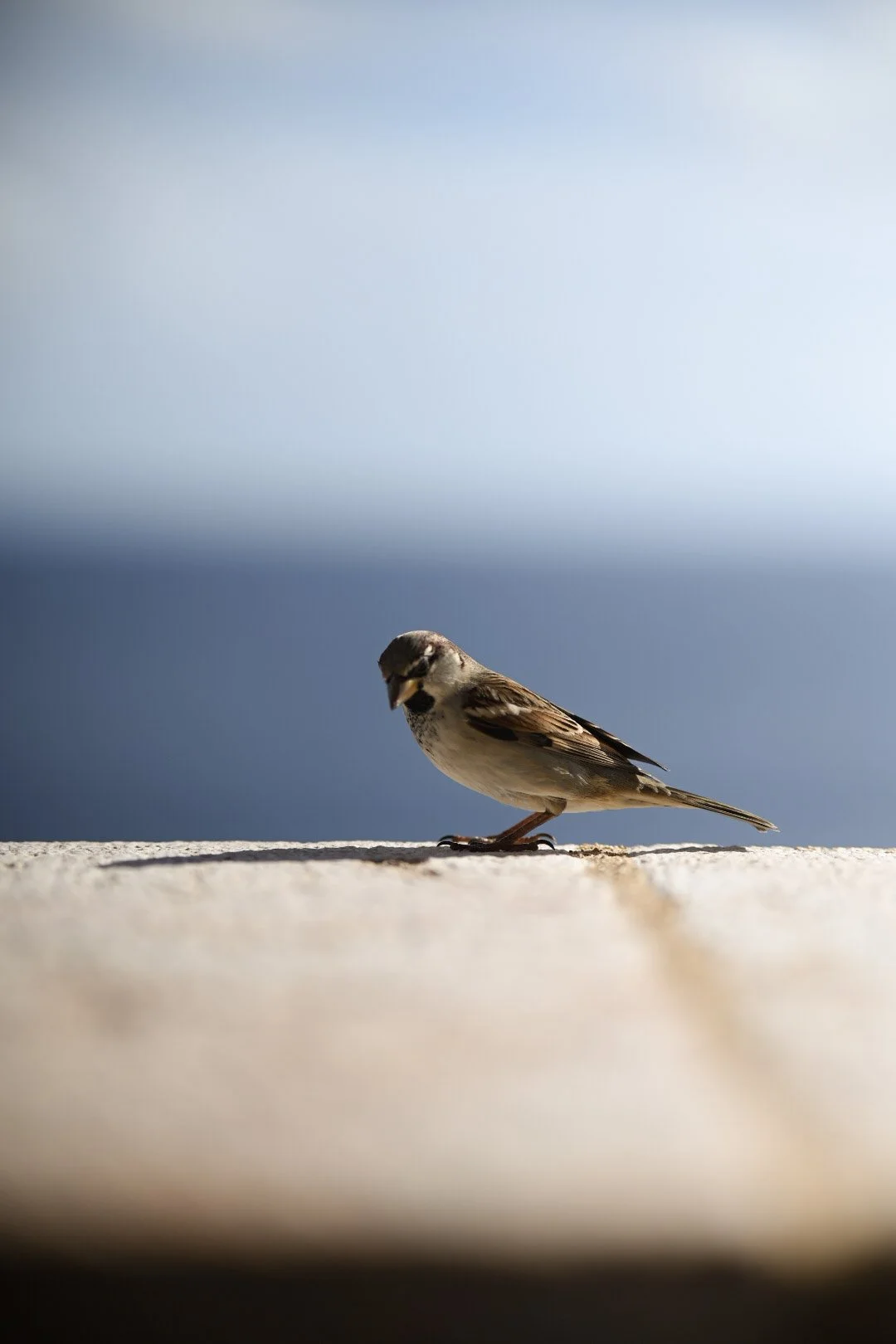 A small bird with brown and white feathers standing on a flat surface, against a background that transitions from light to dark blue.