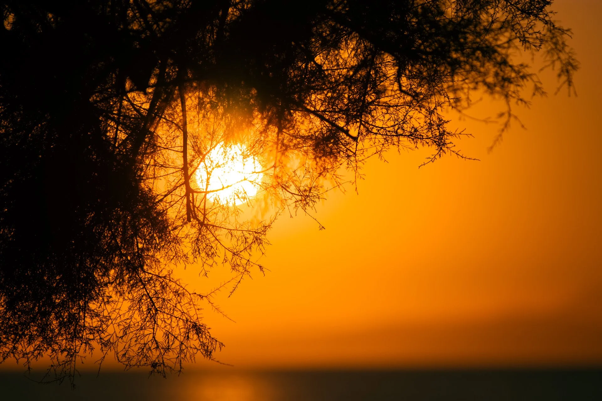 Sunset seen through the branches of a tree, with the sky glowing orange and the sun partially obscured by the branches.