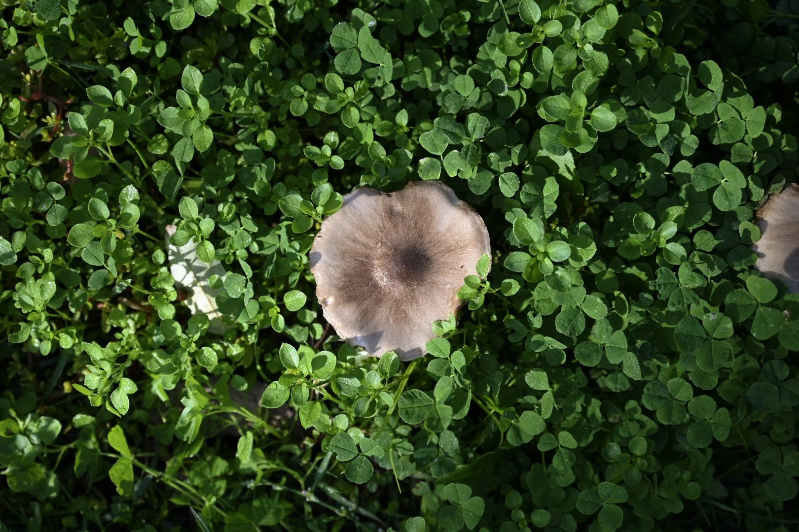A brown mushroom with a dark center grows among green clover leaves in the grass.