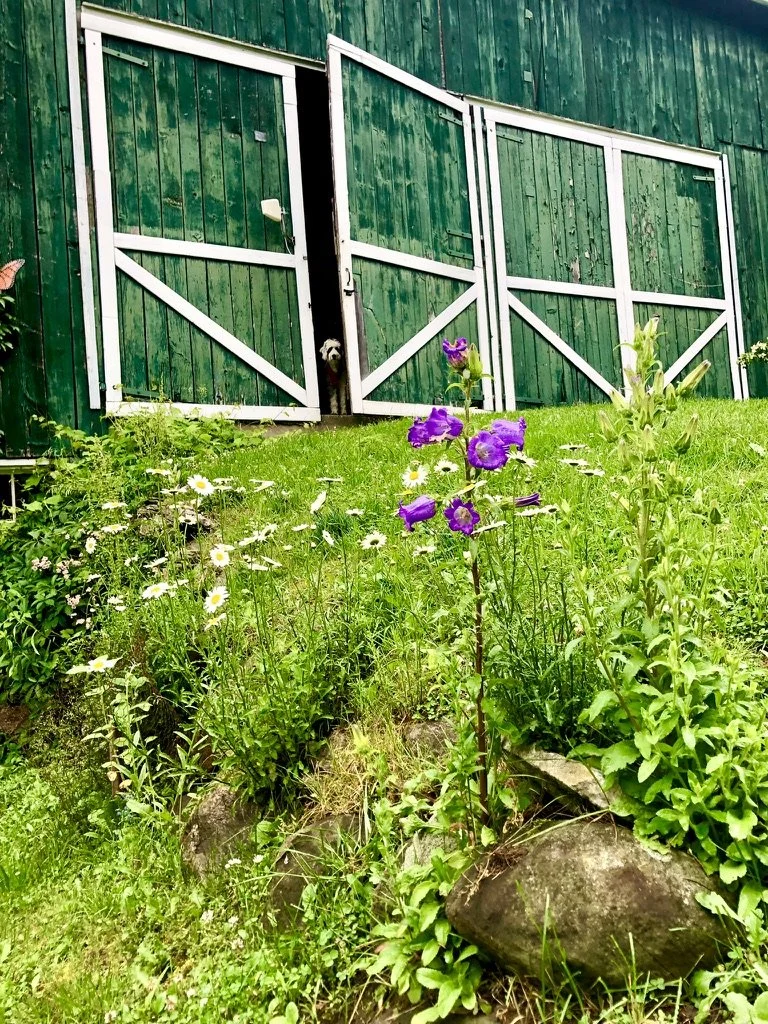 bright-green-grass-and-flowers-leading-to-beautiful-barn-doors