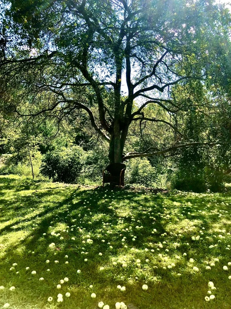 big-trees-and-forest-on-bright-summer-day-at-retreat-destination