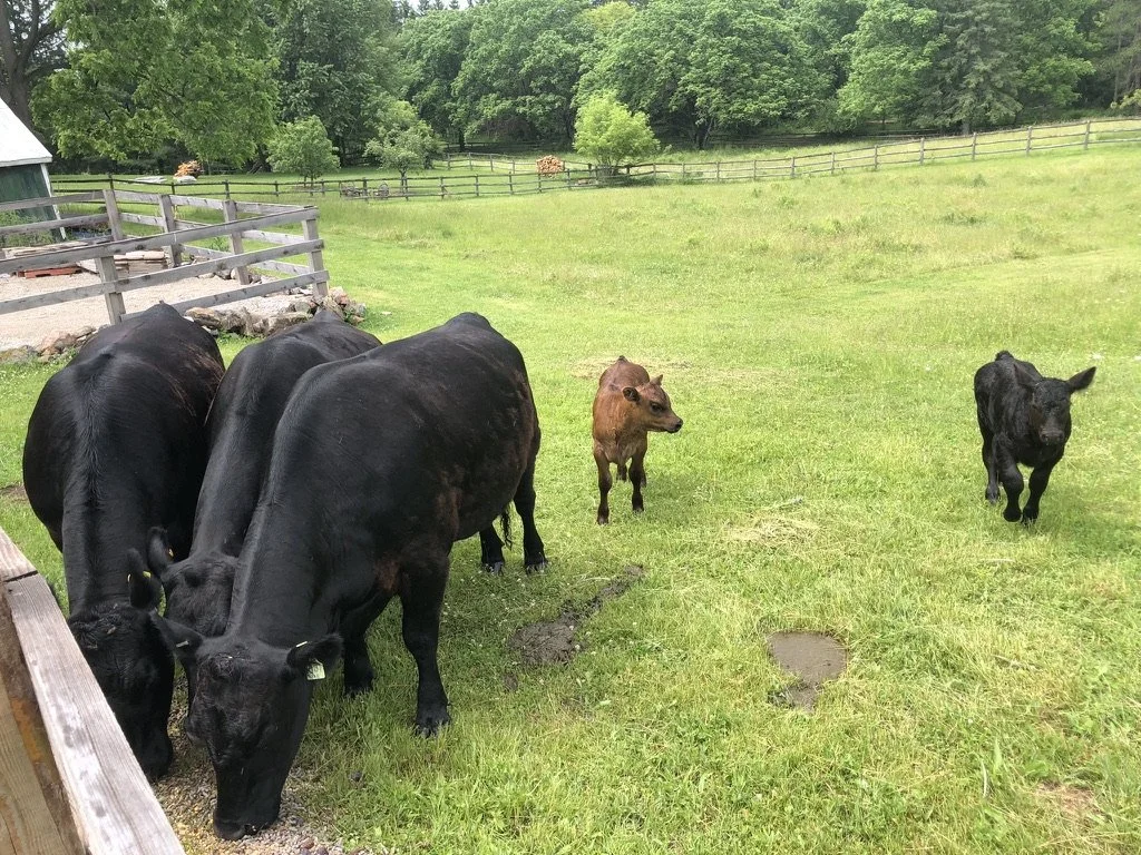 cows-grazing-on-green-grass-in-fields-at-retreat-location