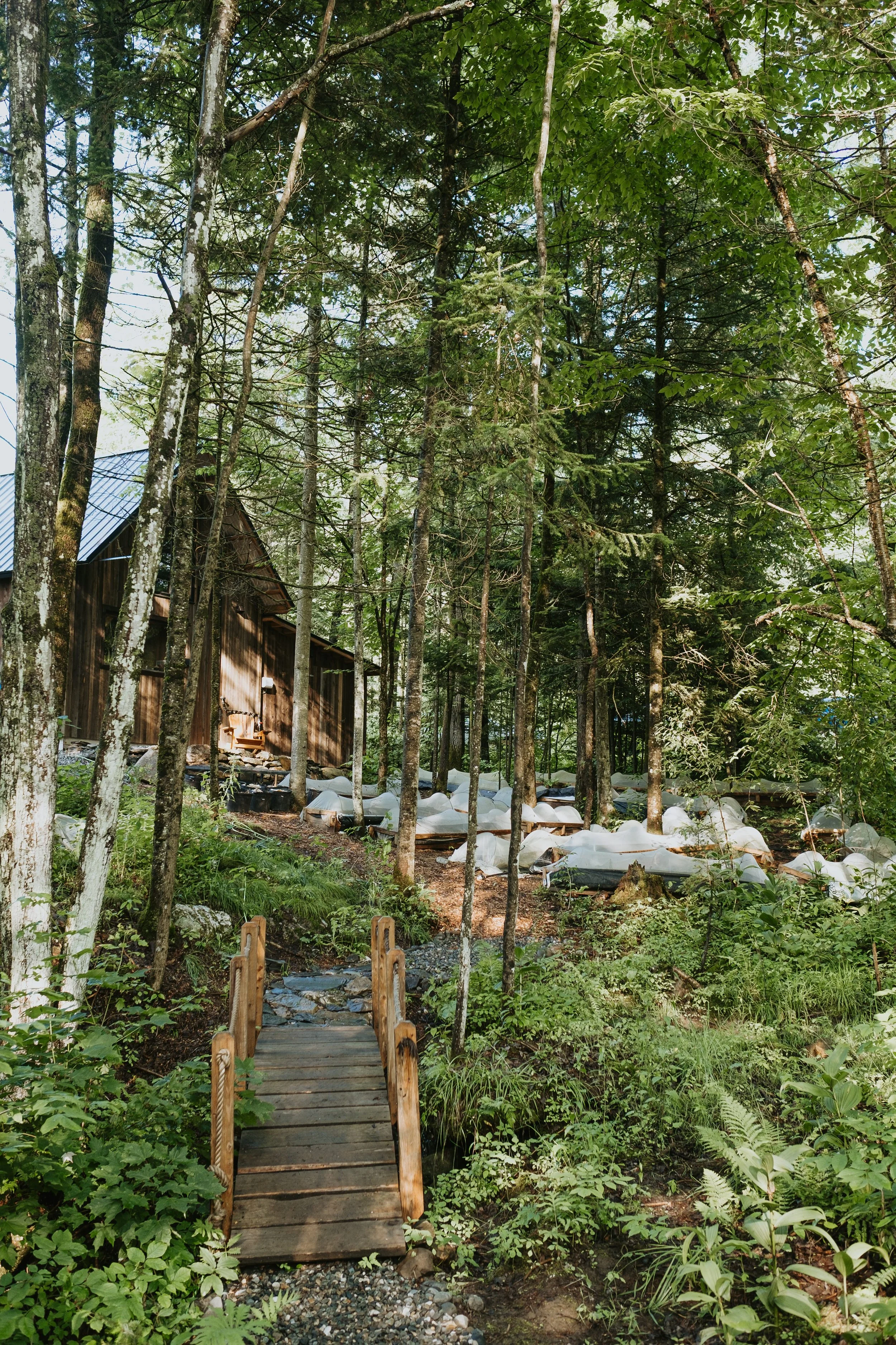 Petite passerelle en bois traversant une forêt dense avec une cabane en bois et plusieurs tas de sacs ou de matériaux en toile blanche dans l'arrière-plan.