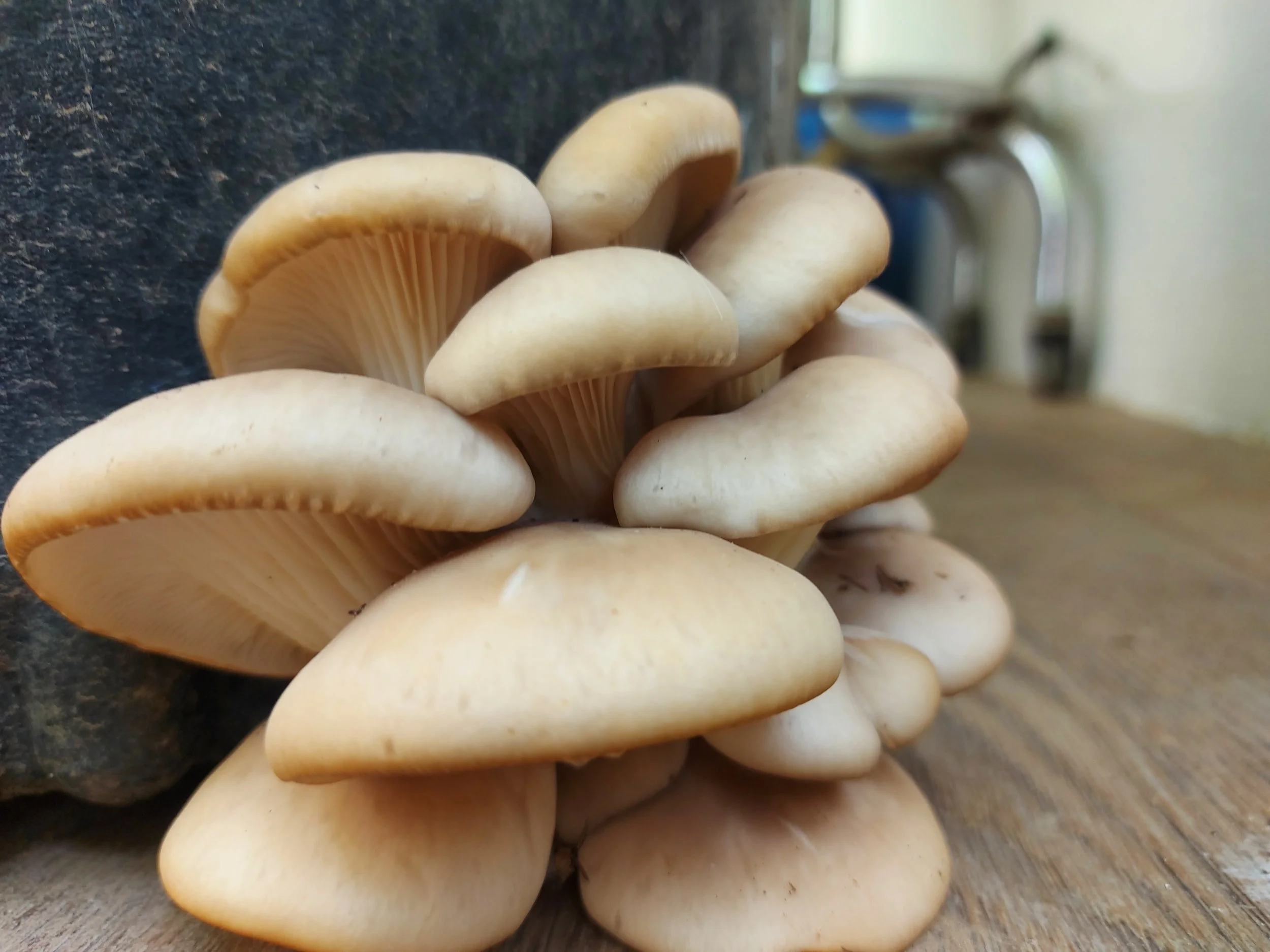 Pleurote en forme d'huitre