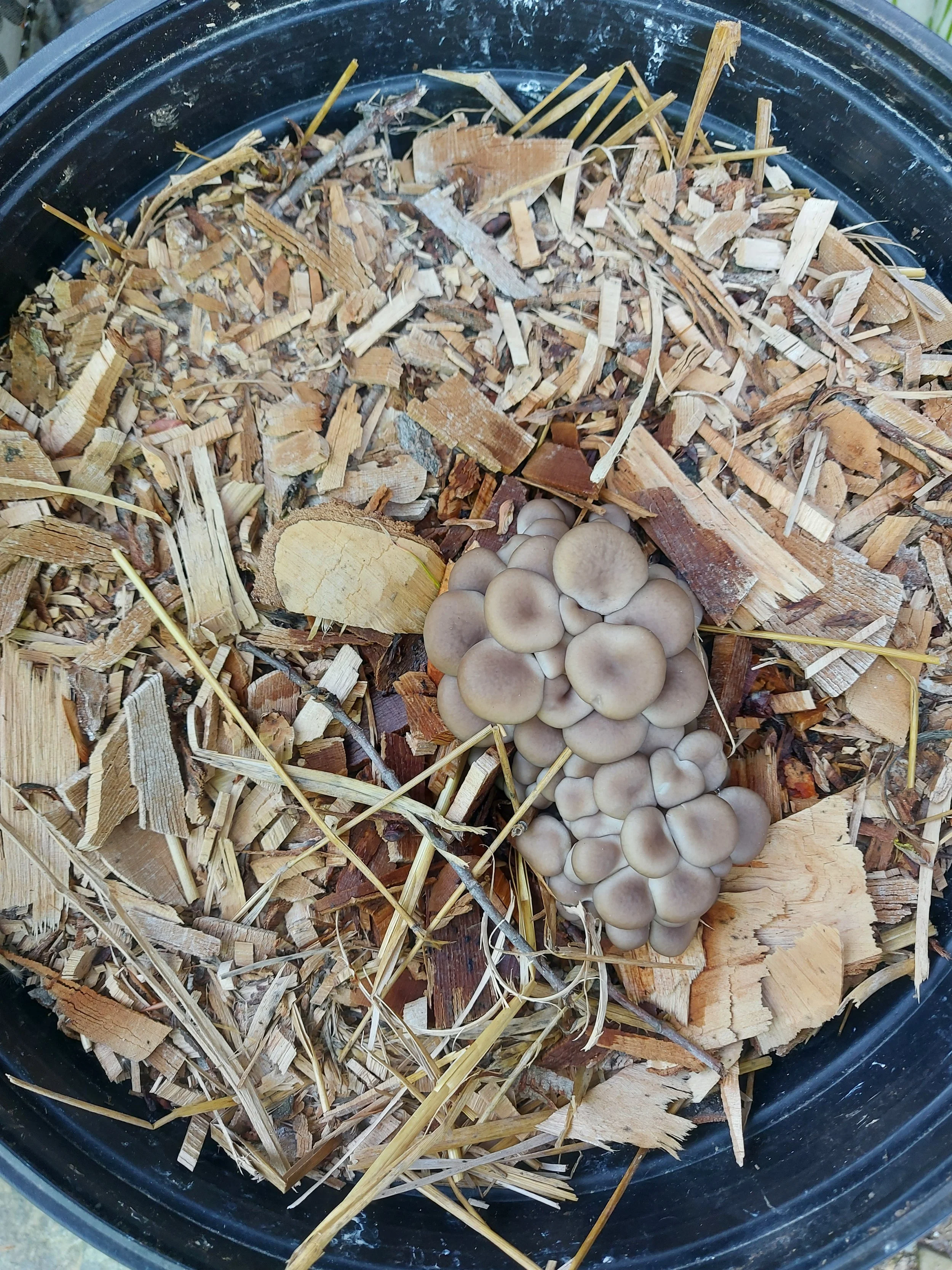 Fungi pot / champignons en pot