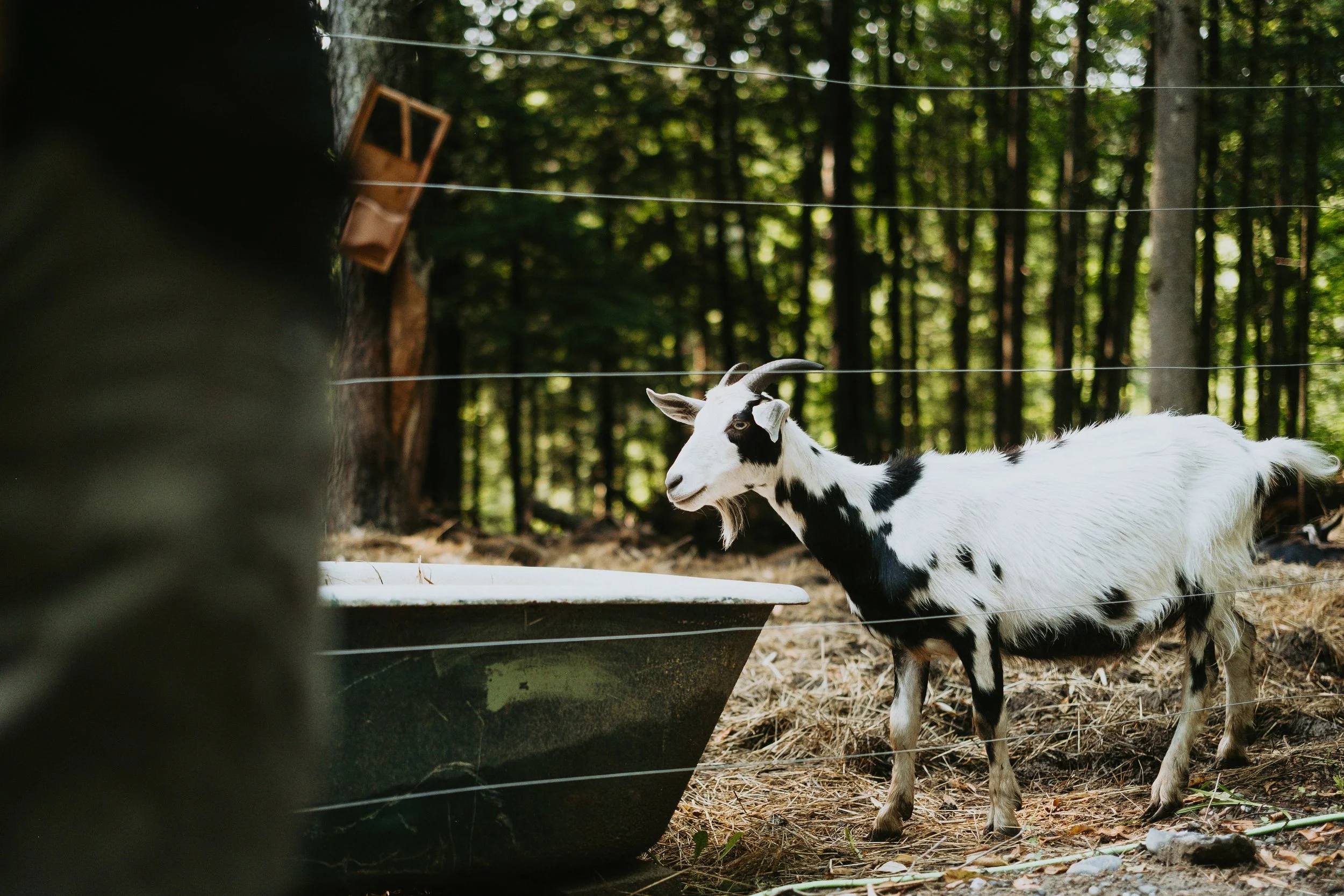 Une chèvre noire et blanche se trouve dans une zone en plein air, entourée d'arbres, près d'un abreuvoir, à l'intérieur d'une clôture en fil de fer.