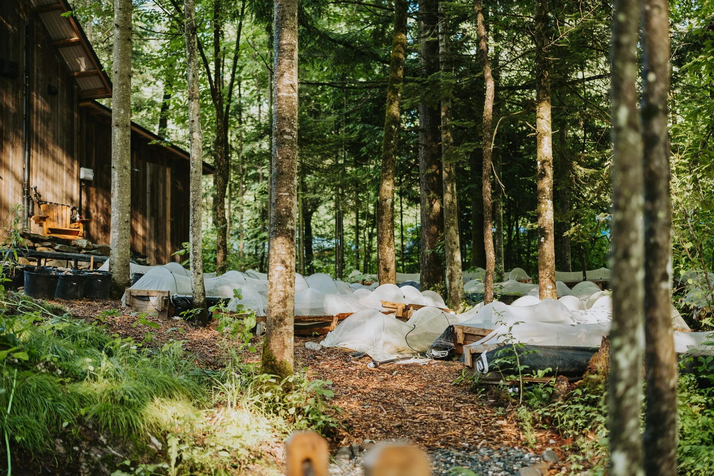 Une forêt avec des arbres et une cabane en bois sur le côté gauche. Sur le sol, il y a des plants protégés par des tunnels en plastique blanc Orion, sur plusieurs rangées.
