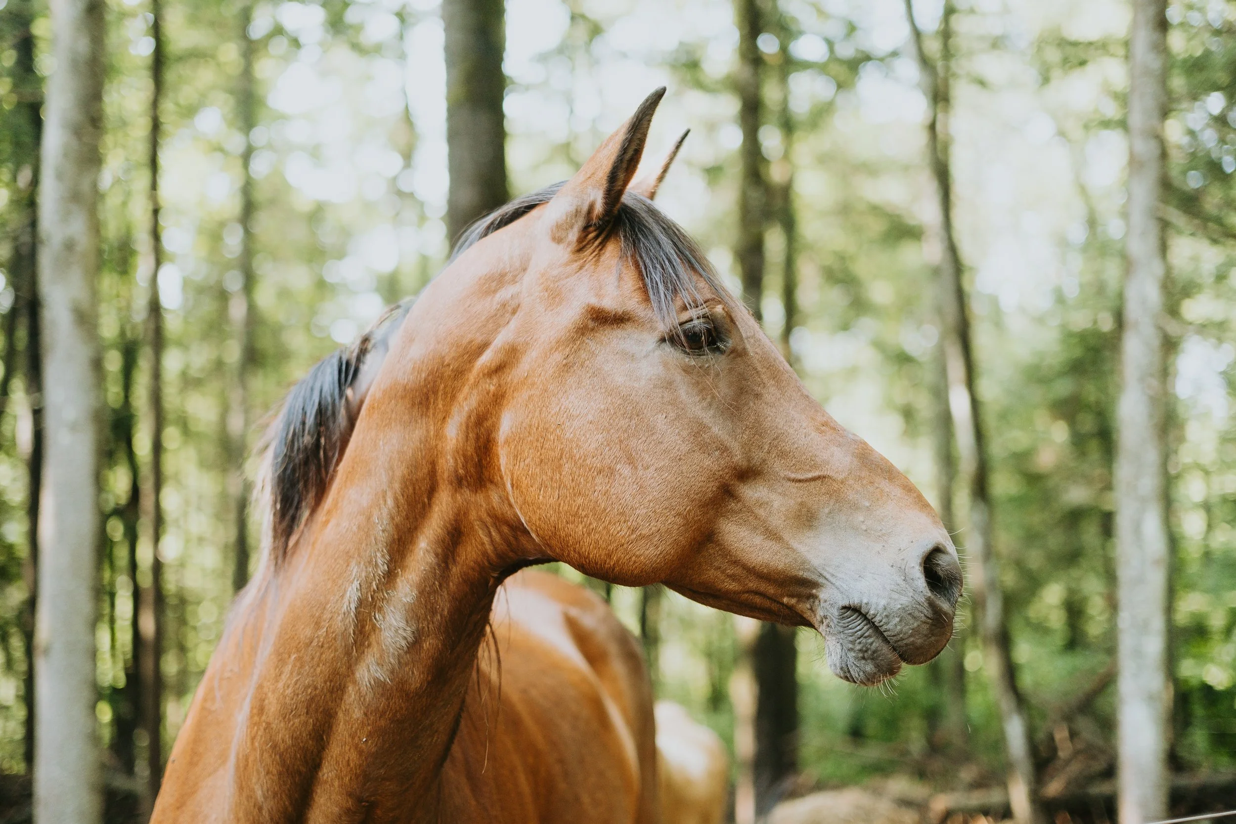Un cheval brun dans une forêt