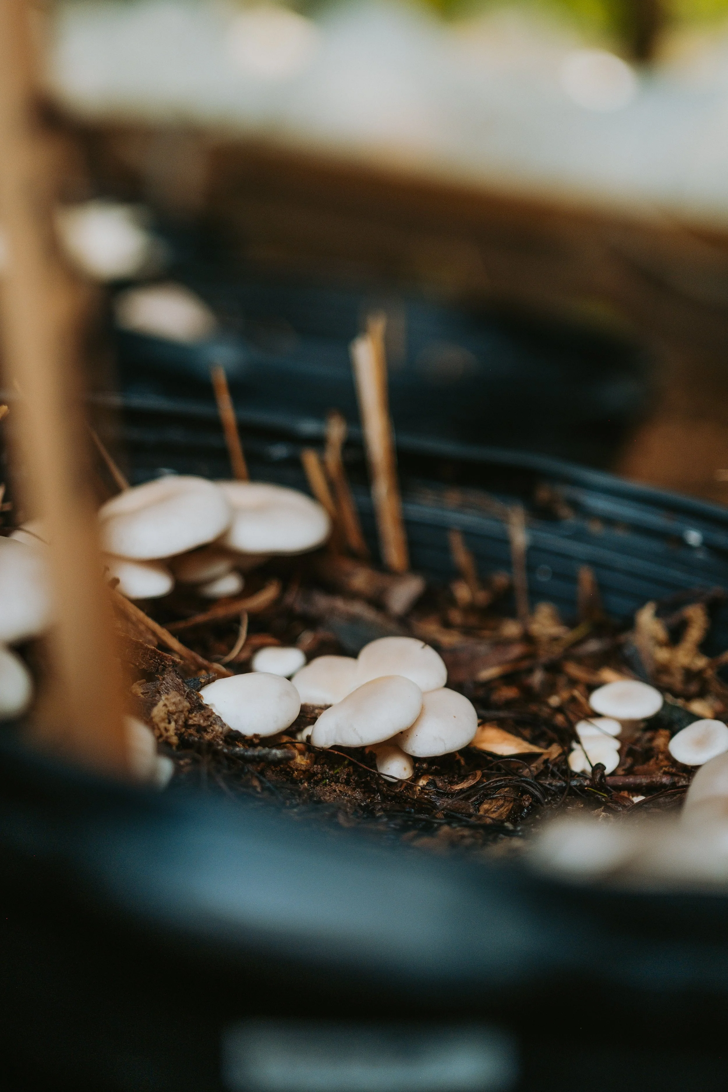 groupe de champignons blancs poussant dans la forêt, entourés de débris végétaux et de litière