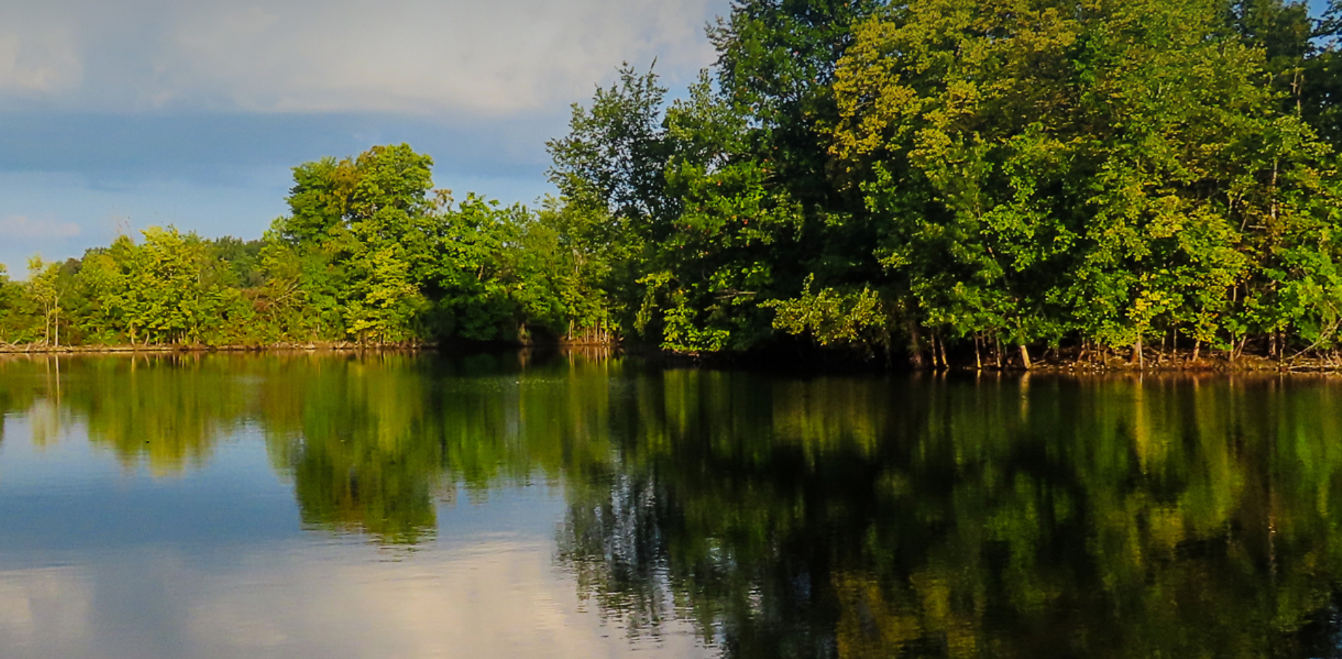 Water surrounded by deciduous trees.