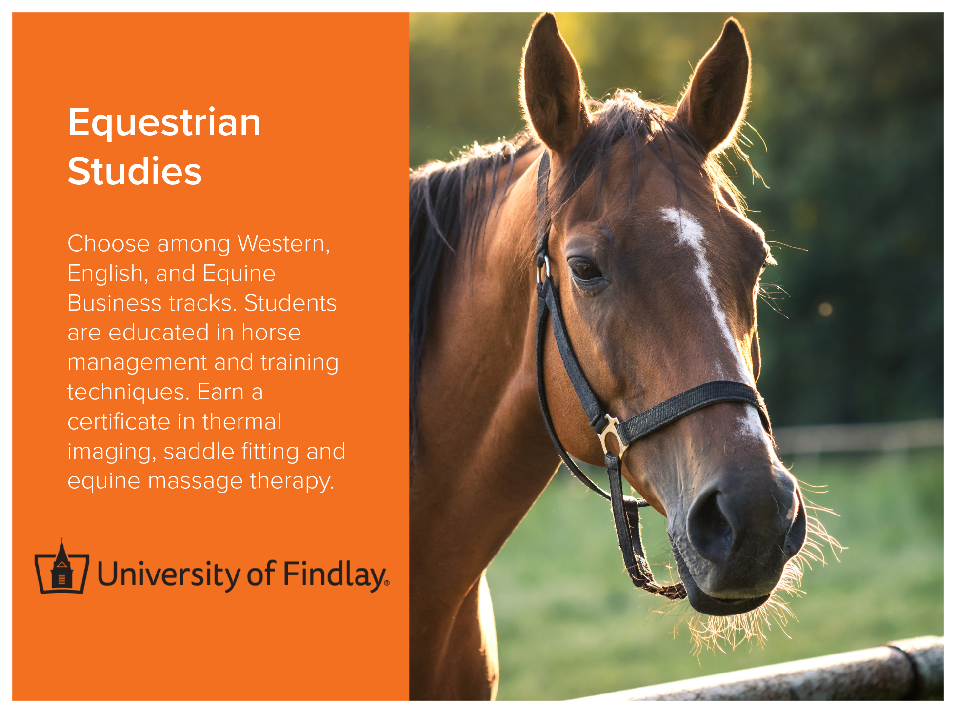 Equestrian studies program at the University of Findlay.  Students choose among Western, English, and Equine Business tracks.