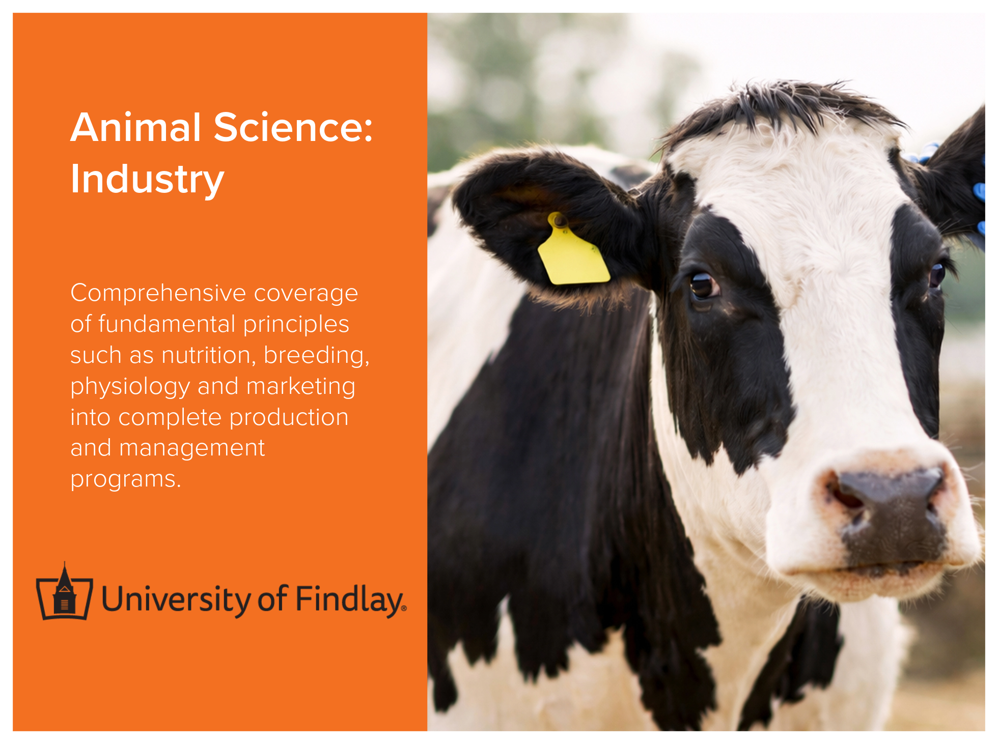 Animal Science: Industry program at the University of Findlay. Comprehensive coverage of principles such as nutrition, breeding, physiology and marketing. 