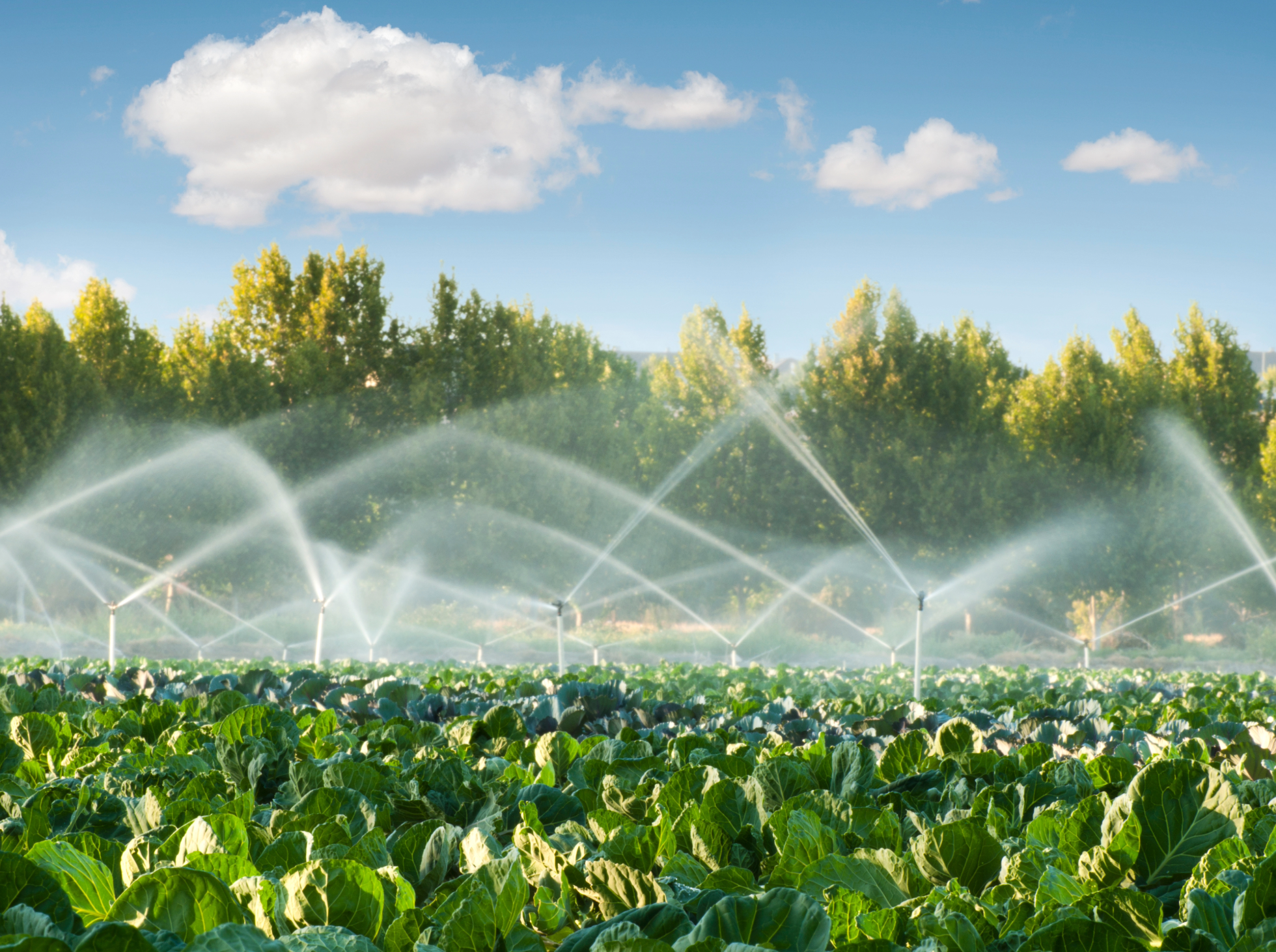 A large field of leafy green plants, with a sprinkler system watering the crops.