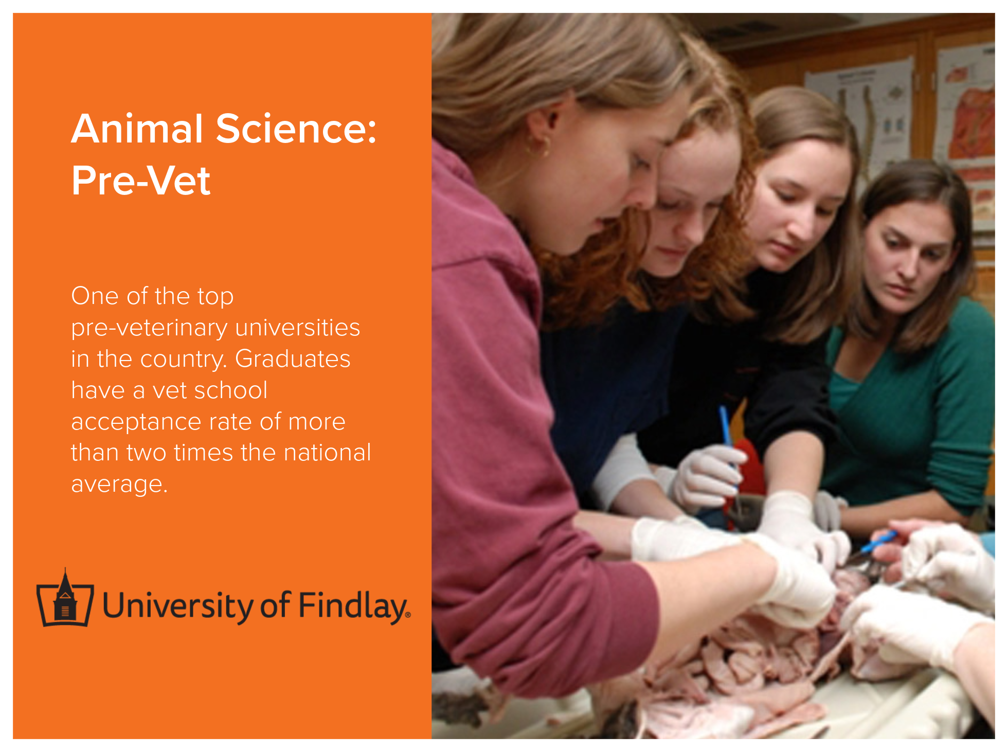 Animal Science: Pre-Vet program at the University of Findlay. One of the top pre-veterinary universities​ in the country. Graduates have​ a vet school acceptance rate of more than two times the national average. 
