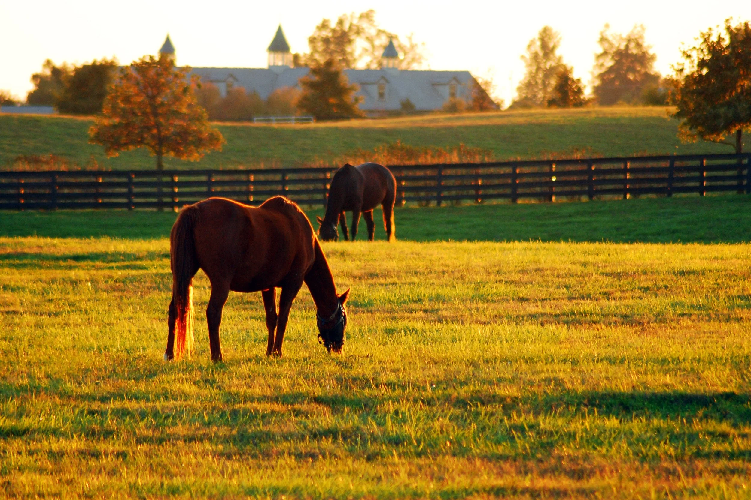 Two horses grazing on a green field during sunset.