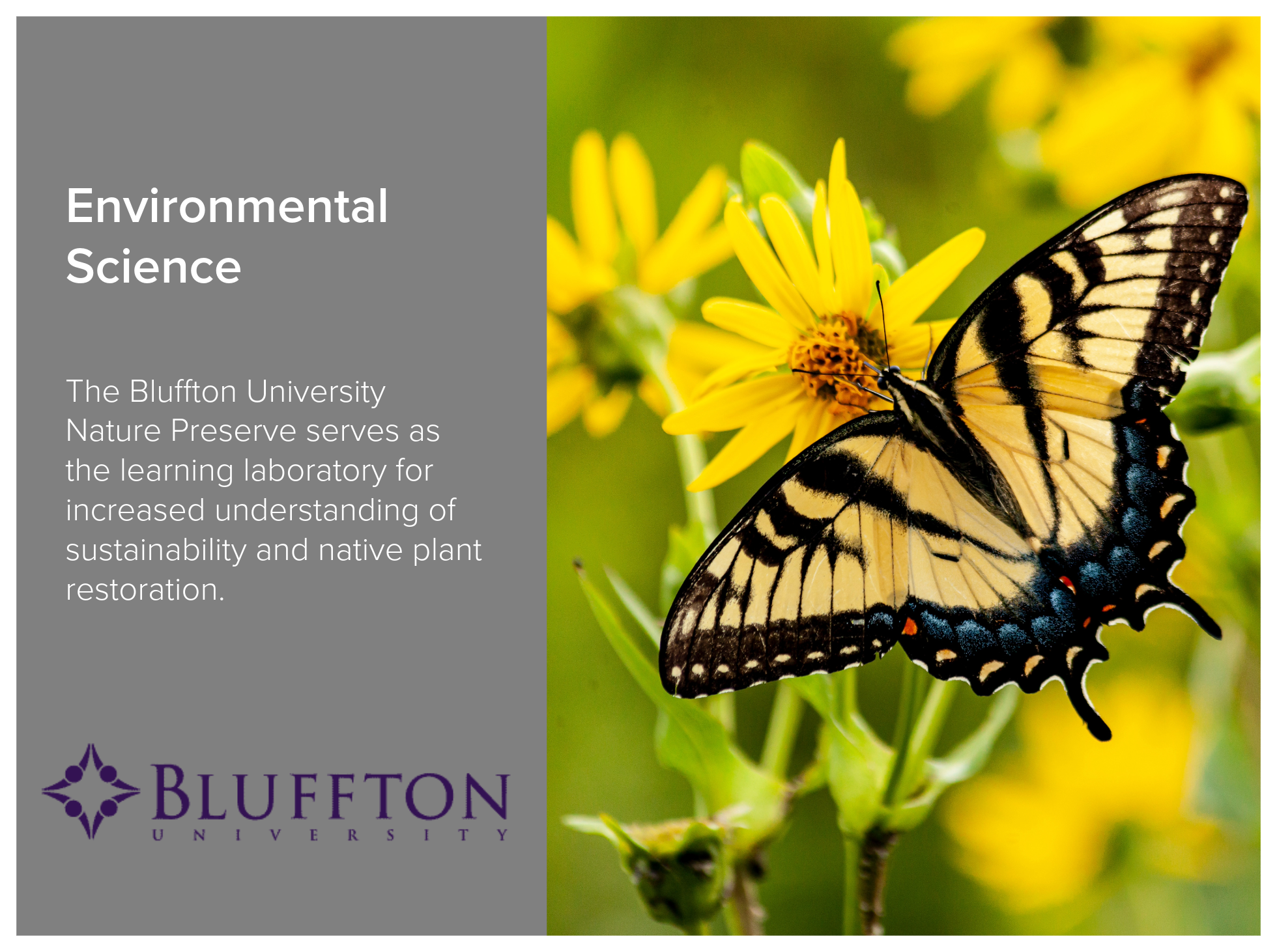 Environmental Science program at Bluffton University includes the Bluffton University Nature Preserve that serves as the learning laboratory for increased understanding of sustainability and native plant restoration. Image shows a yellow butterfly si