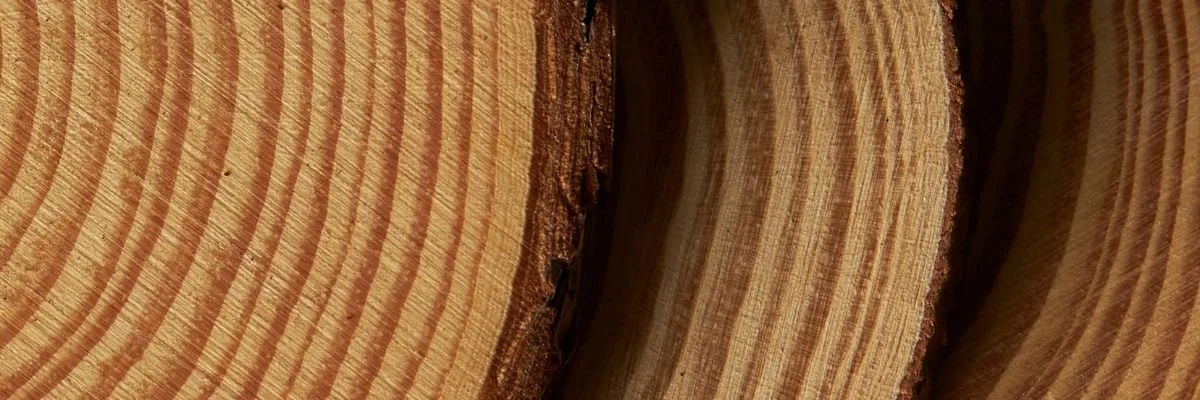Close-up of a cut piece of wood showing the rings and grain pattern.
