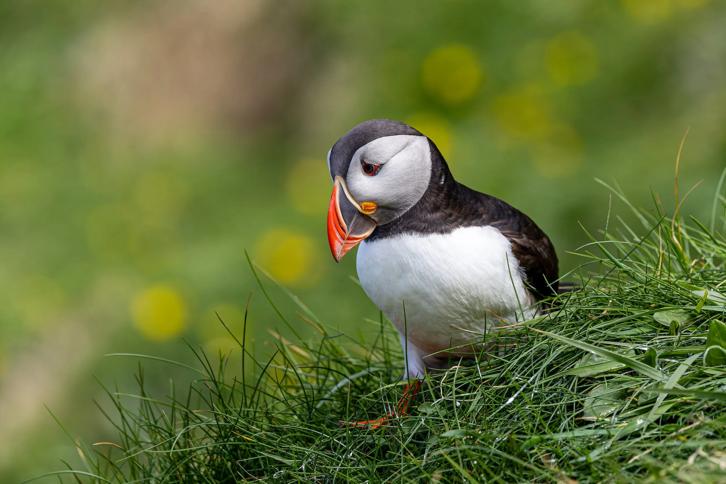 A puffin bird standing on green grass with a blurred green background.