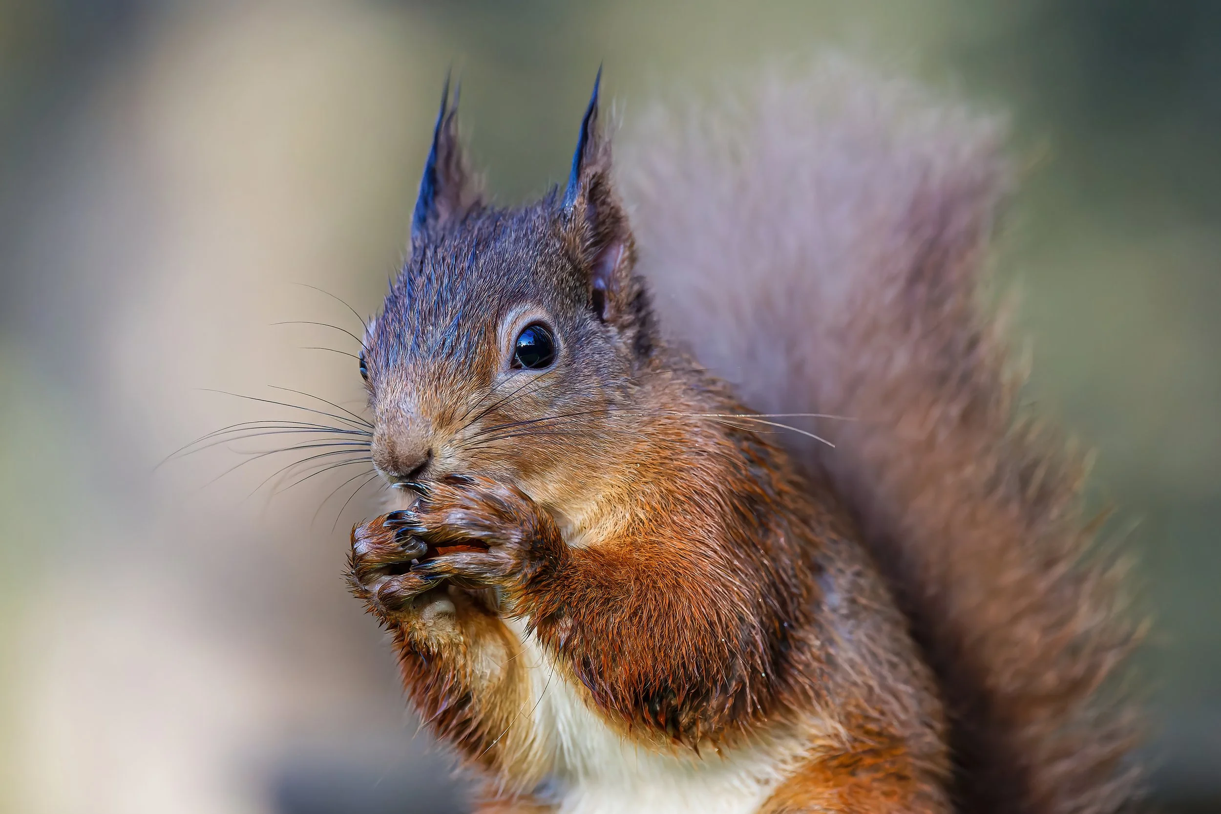 Close-up of a squirrel eating a nut, with detailed fur and a bushy tail.