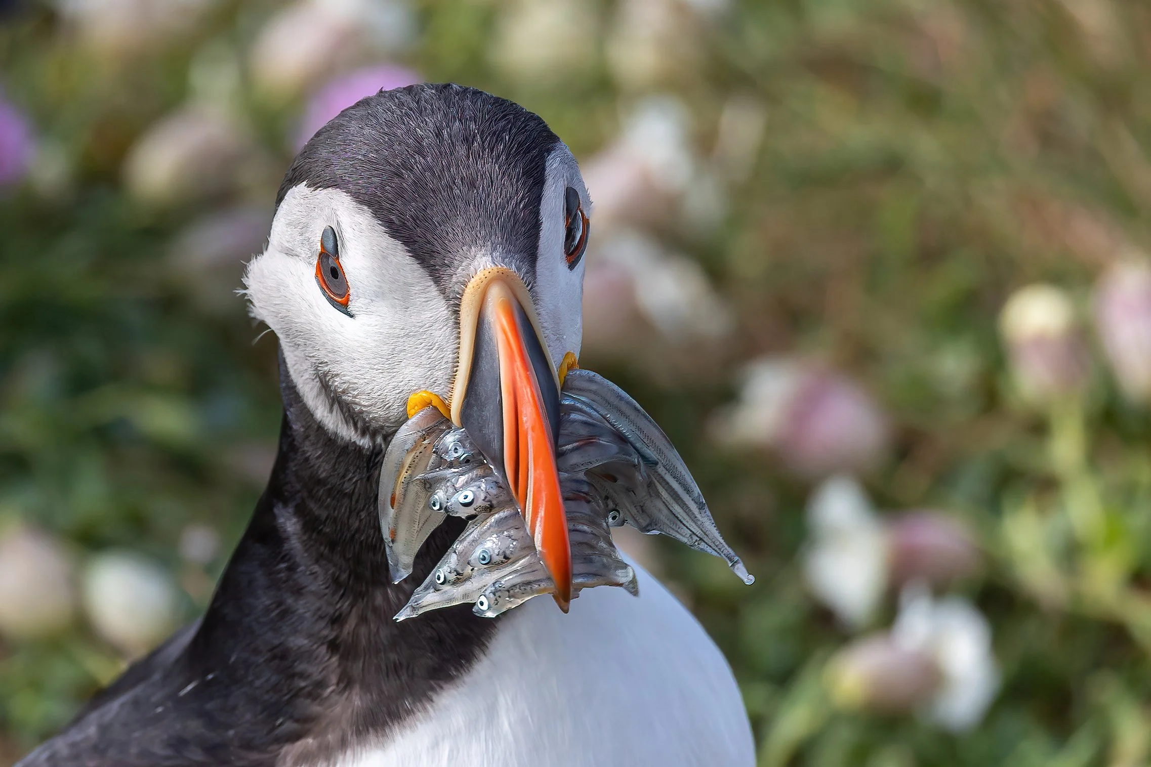 A puffin bird holding small fish in its beak with a background of blurred flowers and green foliage.