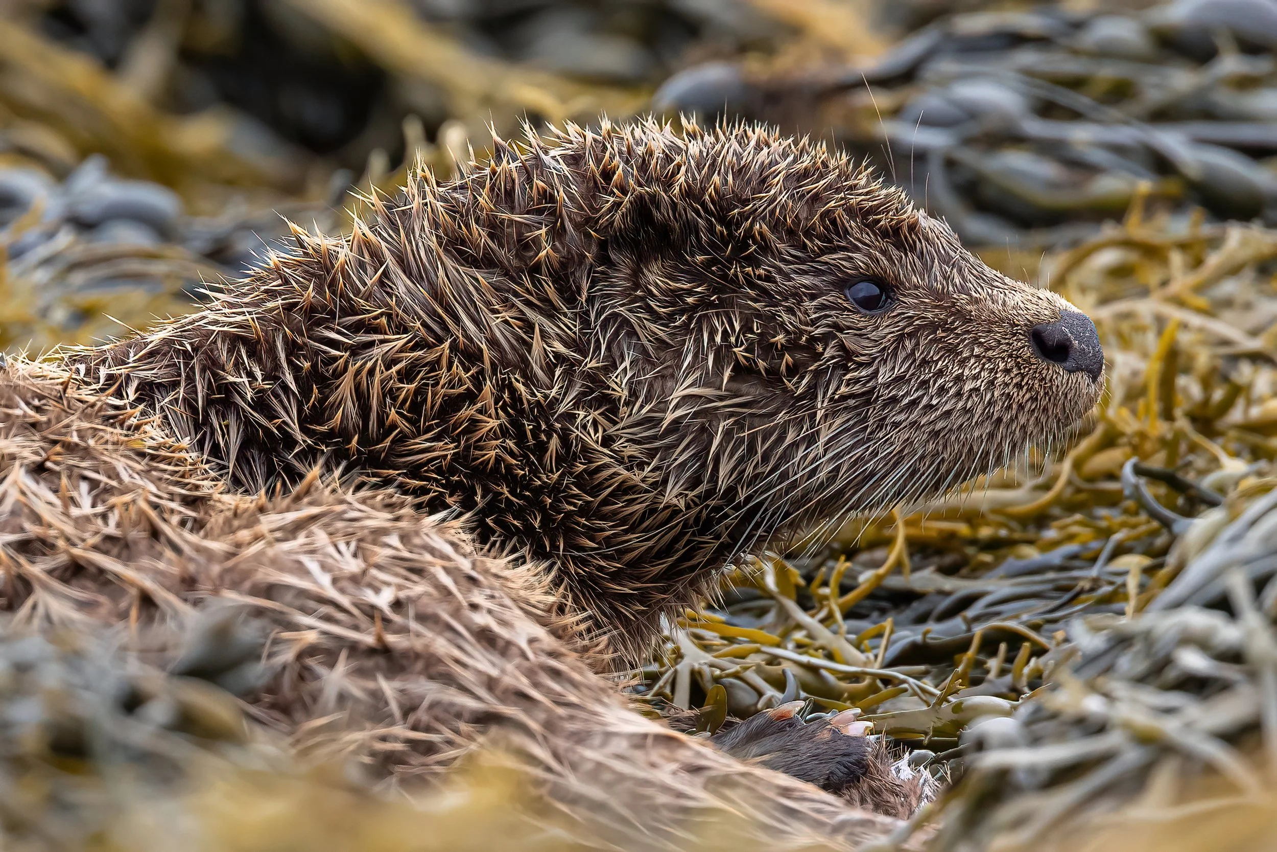 Close-up of a wet otter lying on seaweed with detailed fur and whiskers.