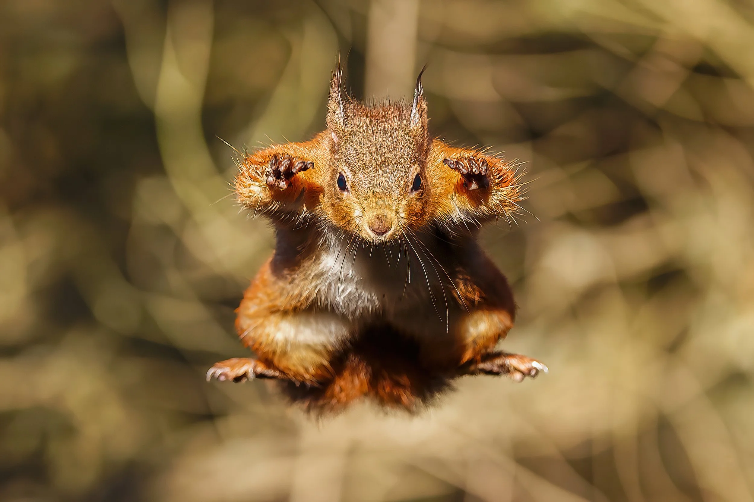 Other Wildlife