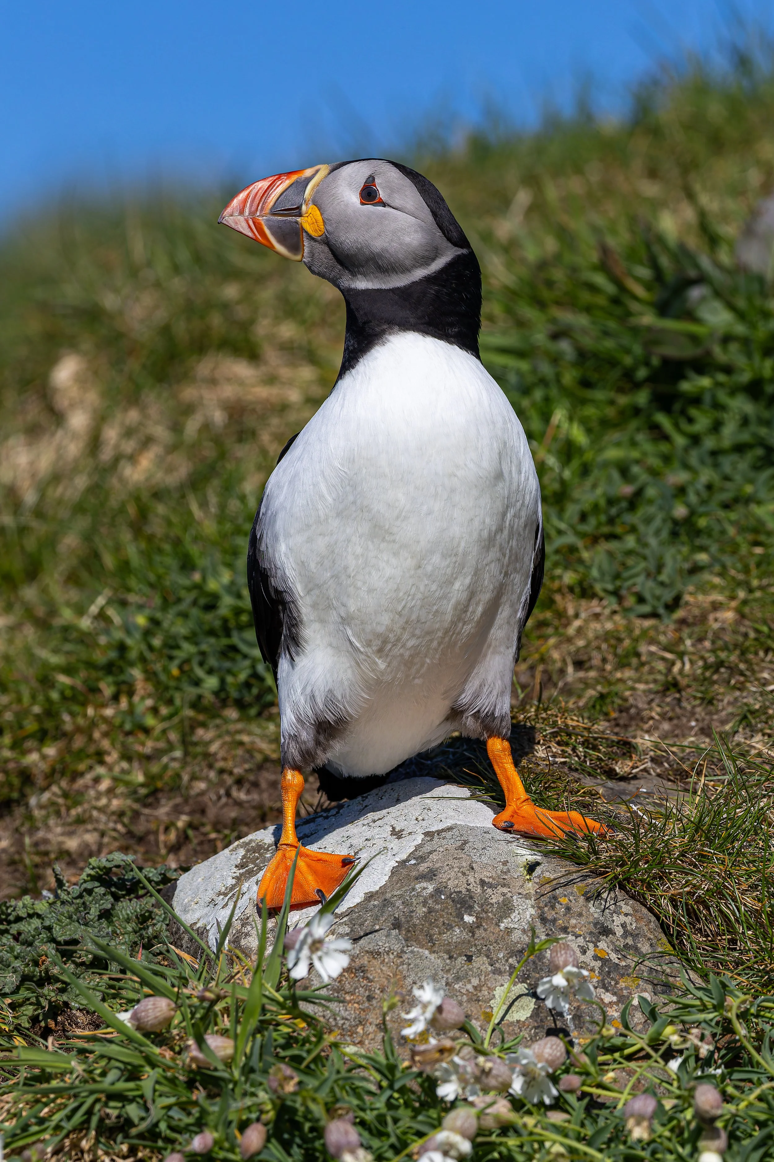 Lunga - Treshnish Isles - Mull-28.jpg