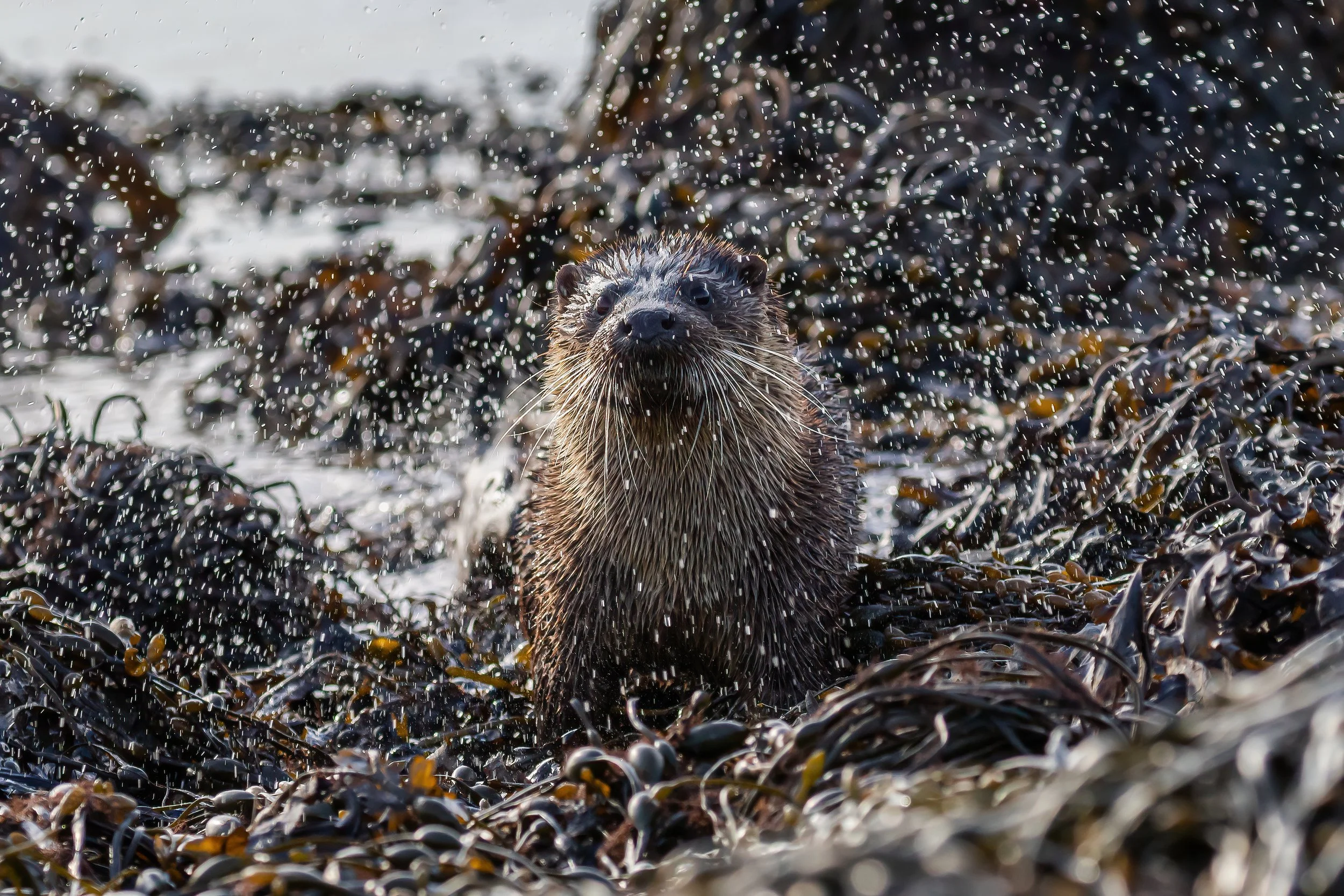 A sea otter floating on its back in a water filled with seaweed, looking directly at the camera while water droplets splash around.