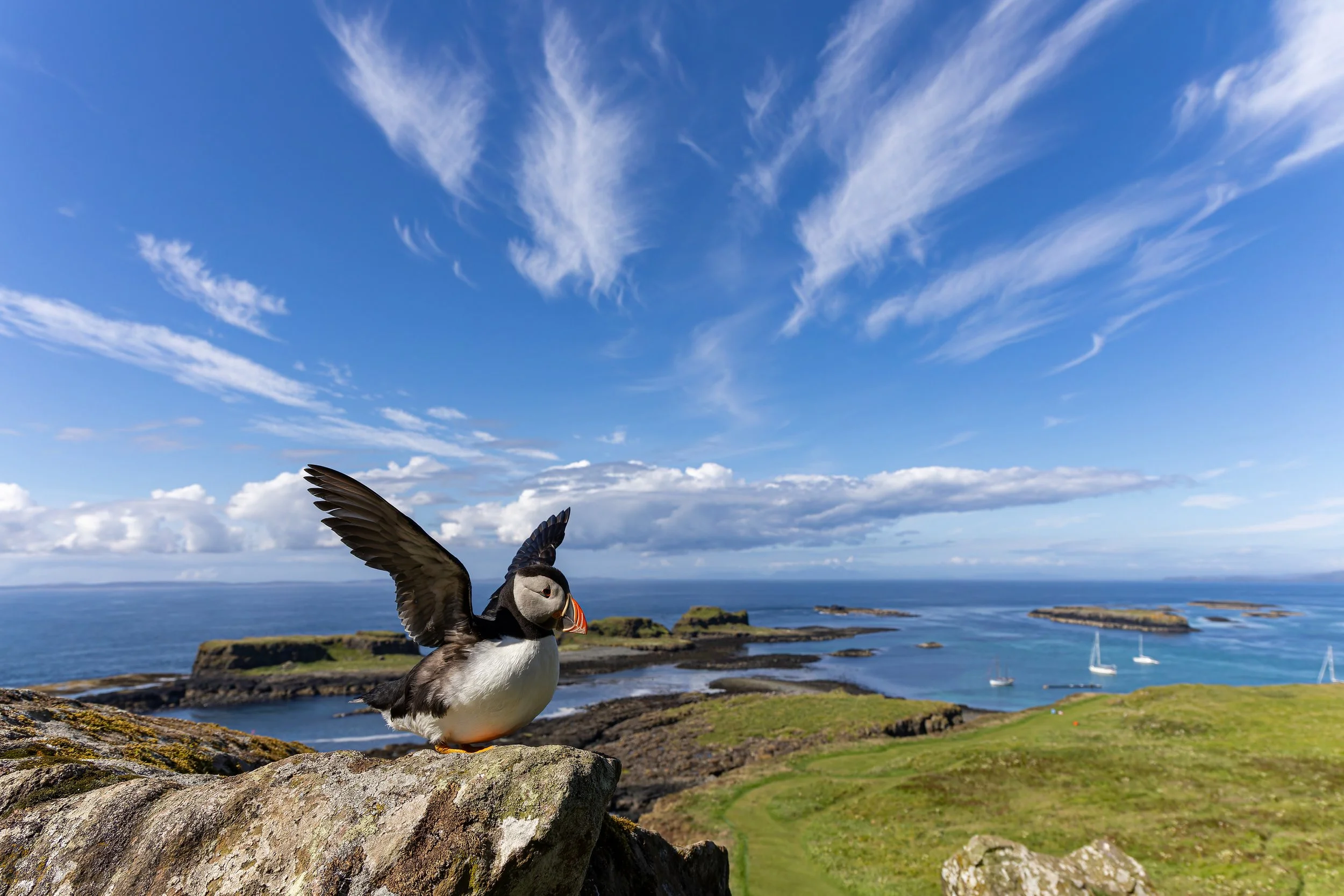 A puffin spreading its wings on a rocky ledge overlooking the ocean with small islands and sailboats in the distance under a partly cloudy blue sky.