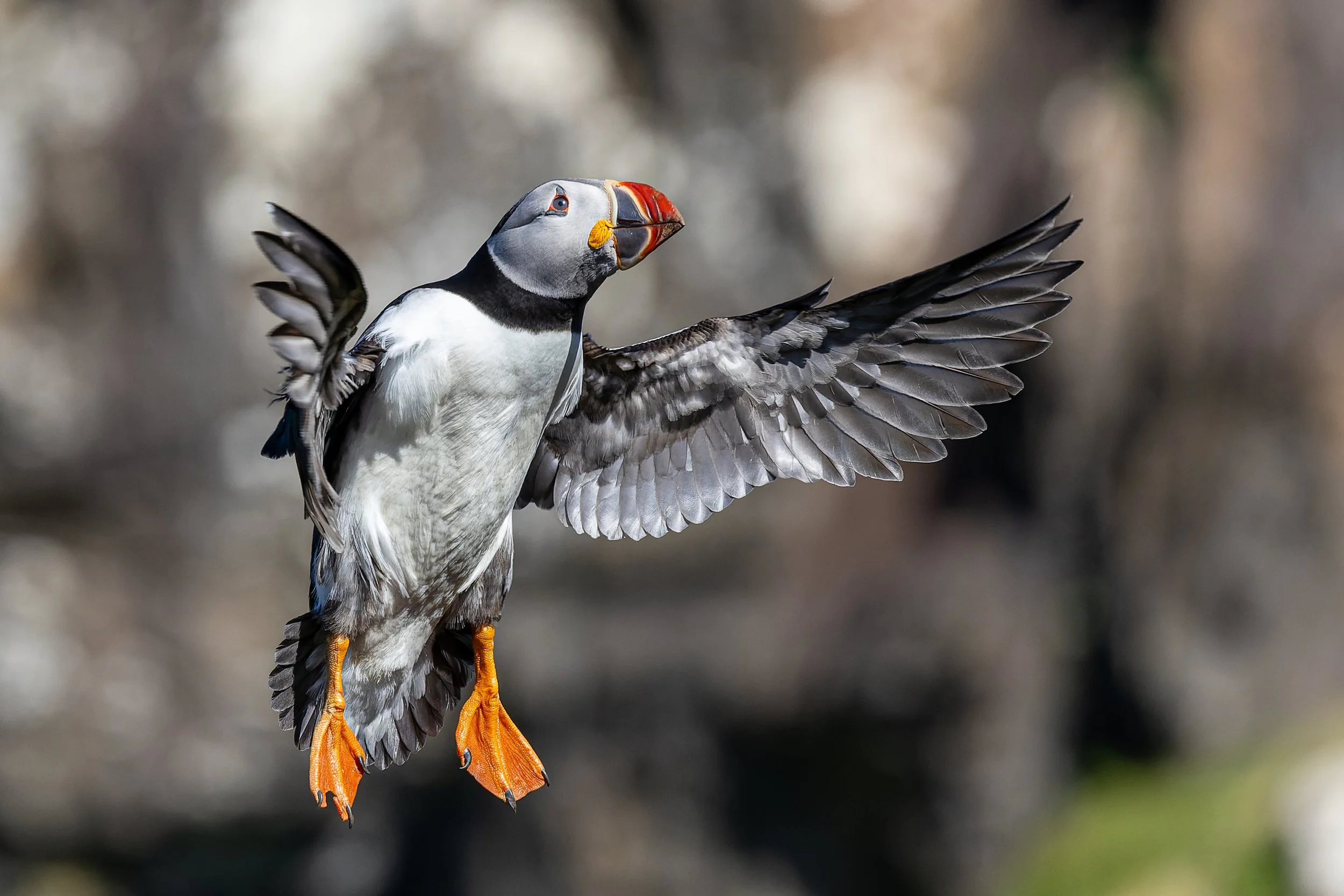 A puffin bird with wings spread, holding a fish in its beak, standing outdoors with a blurred natural background.