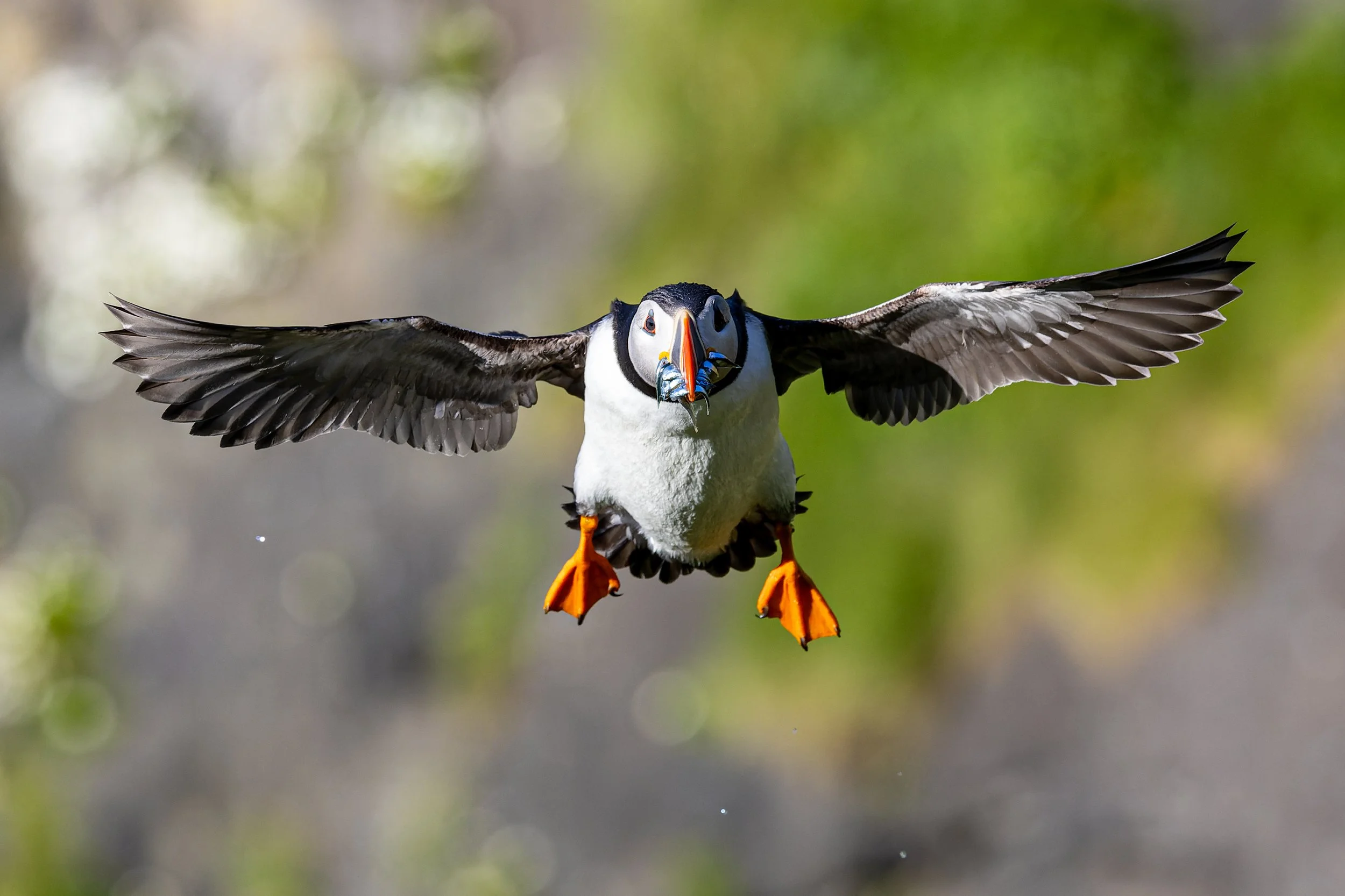 A puffin flying in mid-air with a fish in its beak, outstretched wings, and orange feet visible.